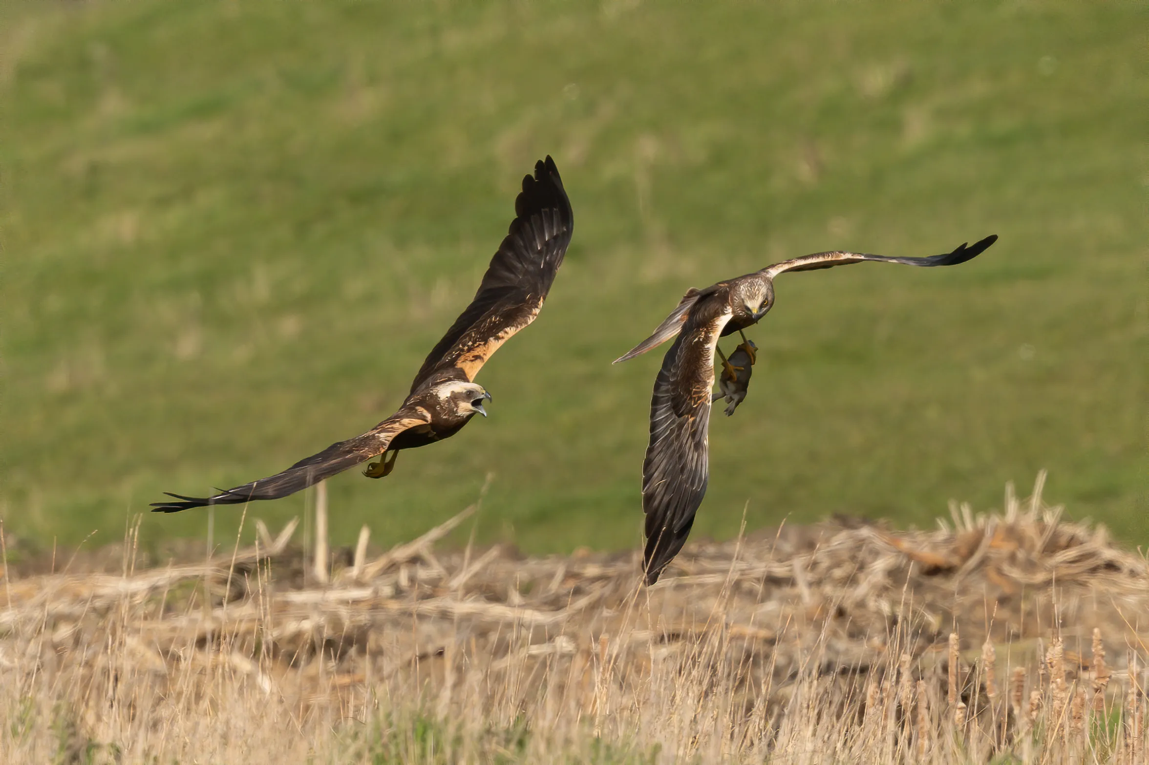 Wild Birds of Prey (with prey)