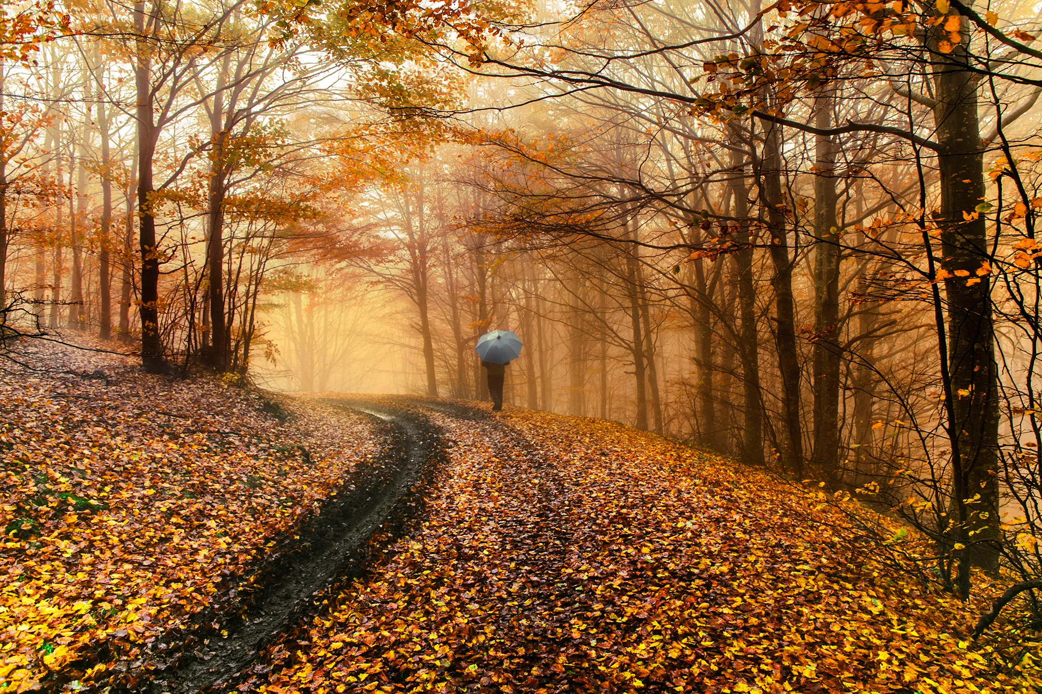 A Walk in the Countryside