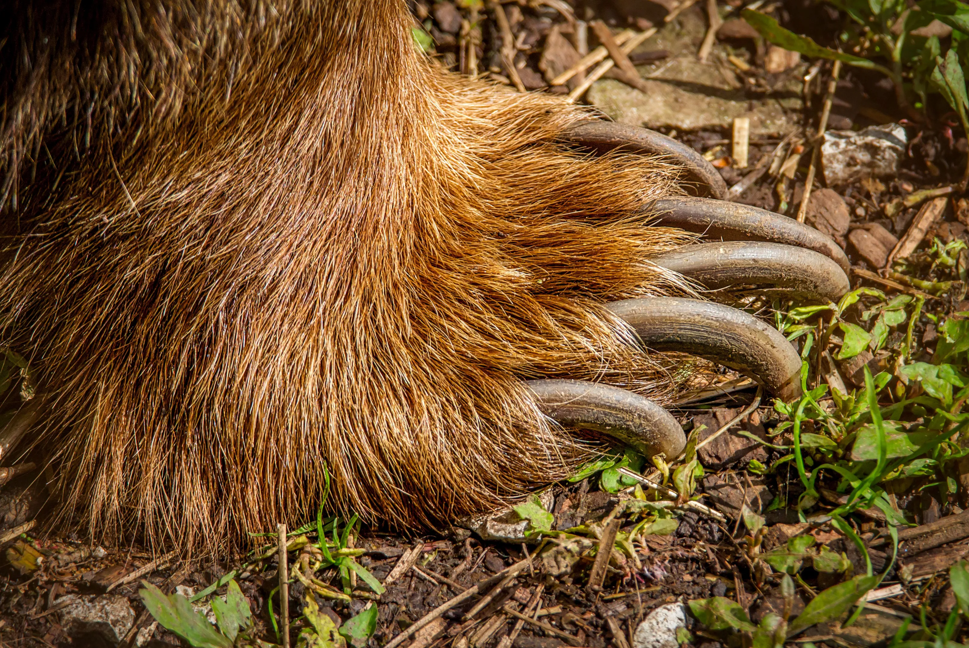 Only Part of an Animal (No Insects)