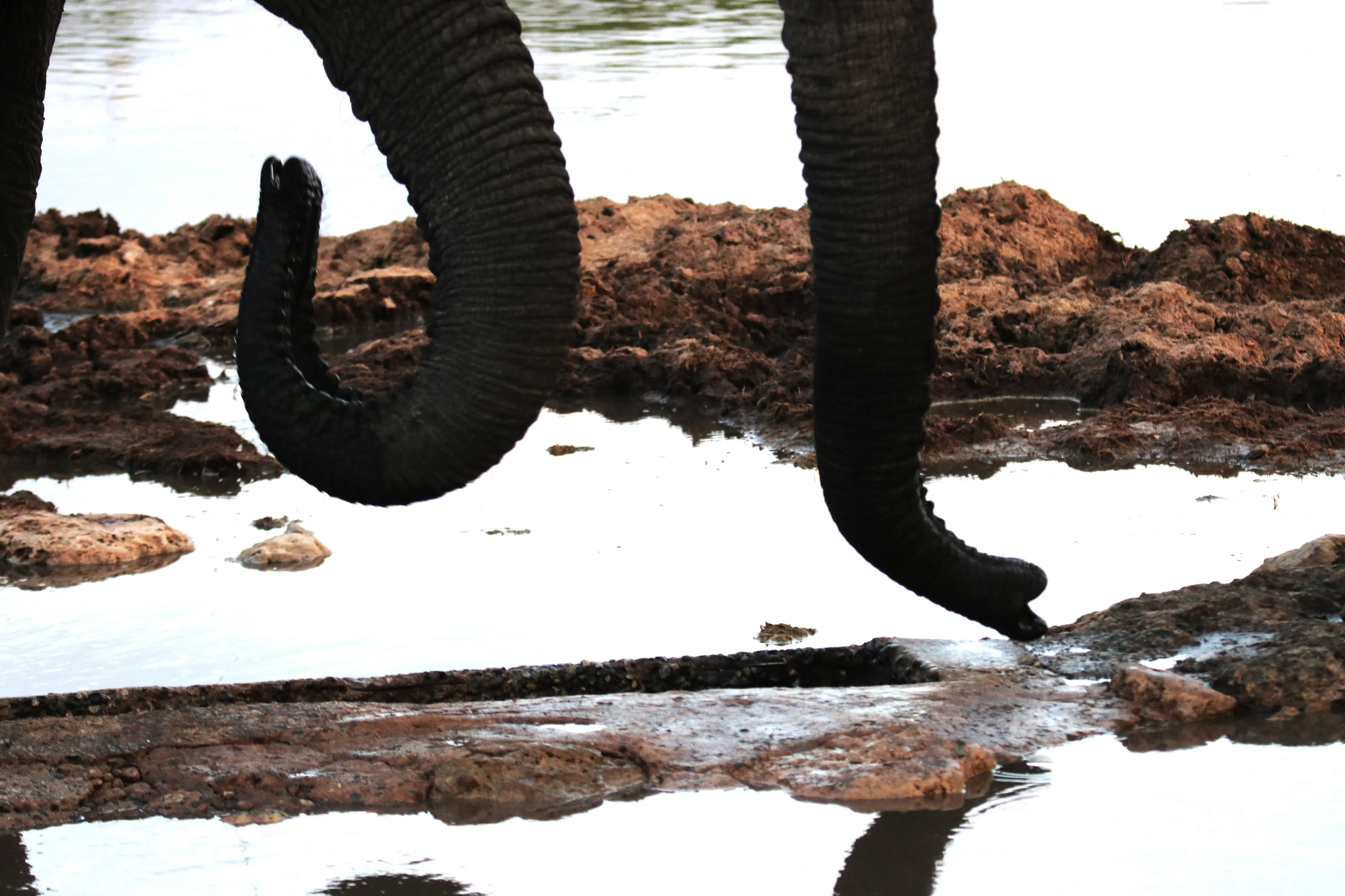 Abstracts of Elephants