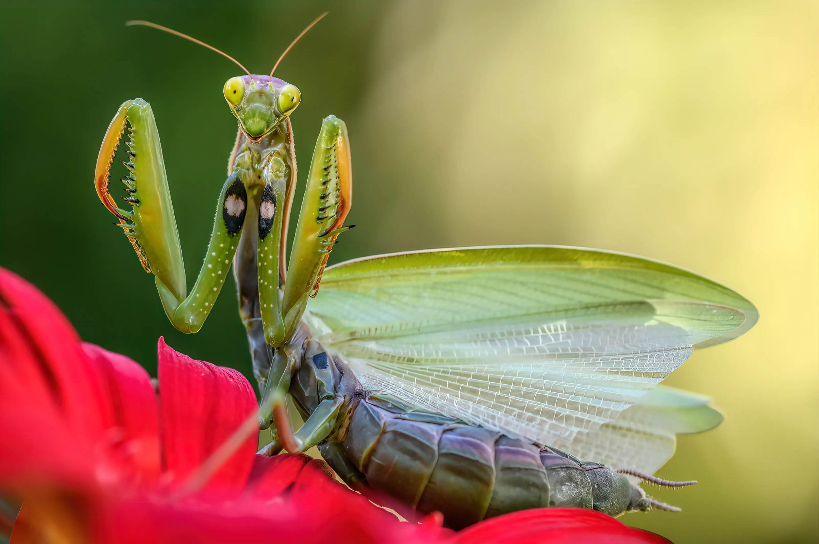 Insects and Spiders in Macro and Close-up