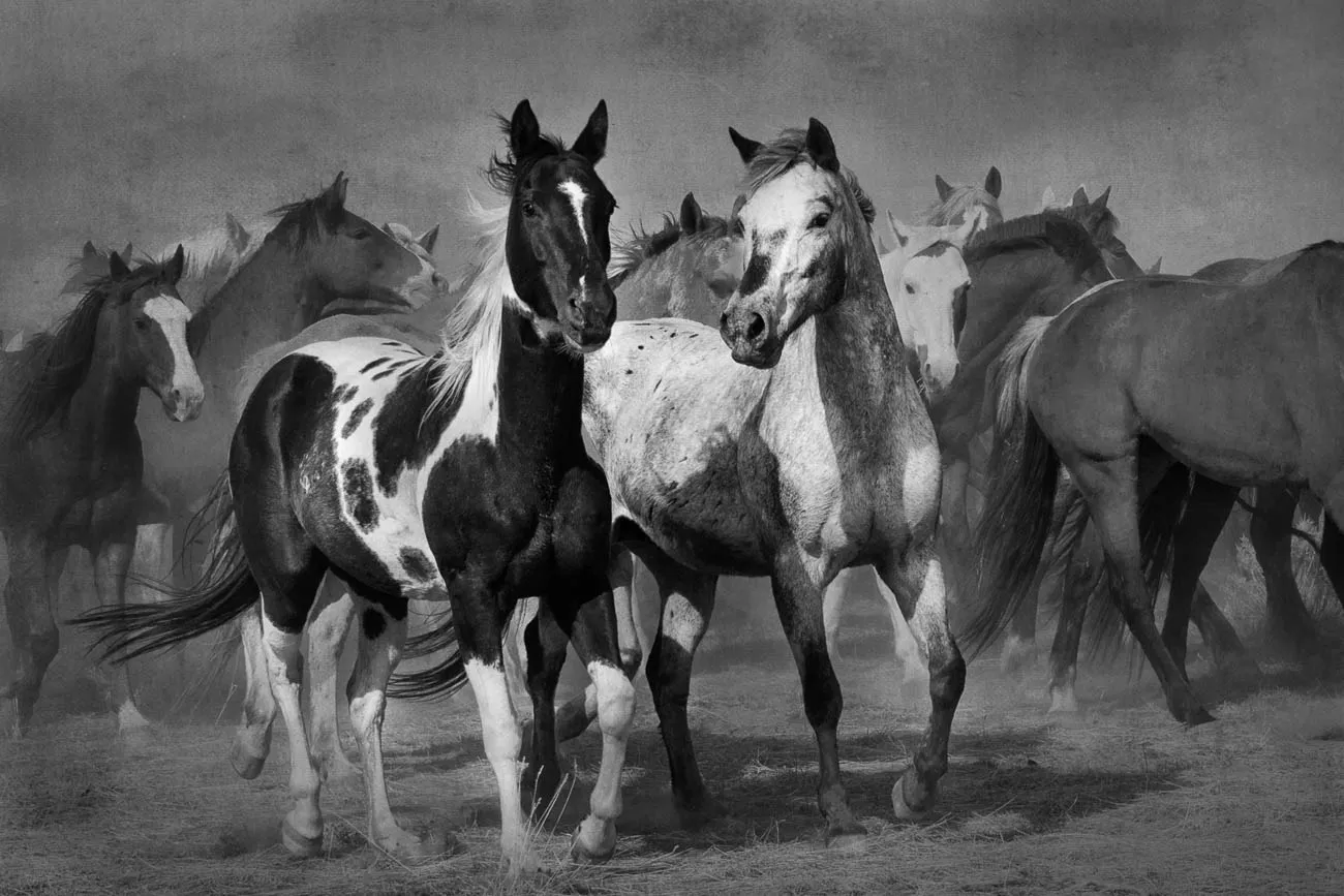 Animals in Black and White