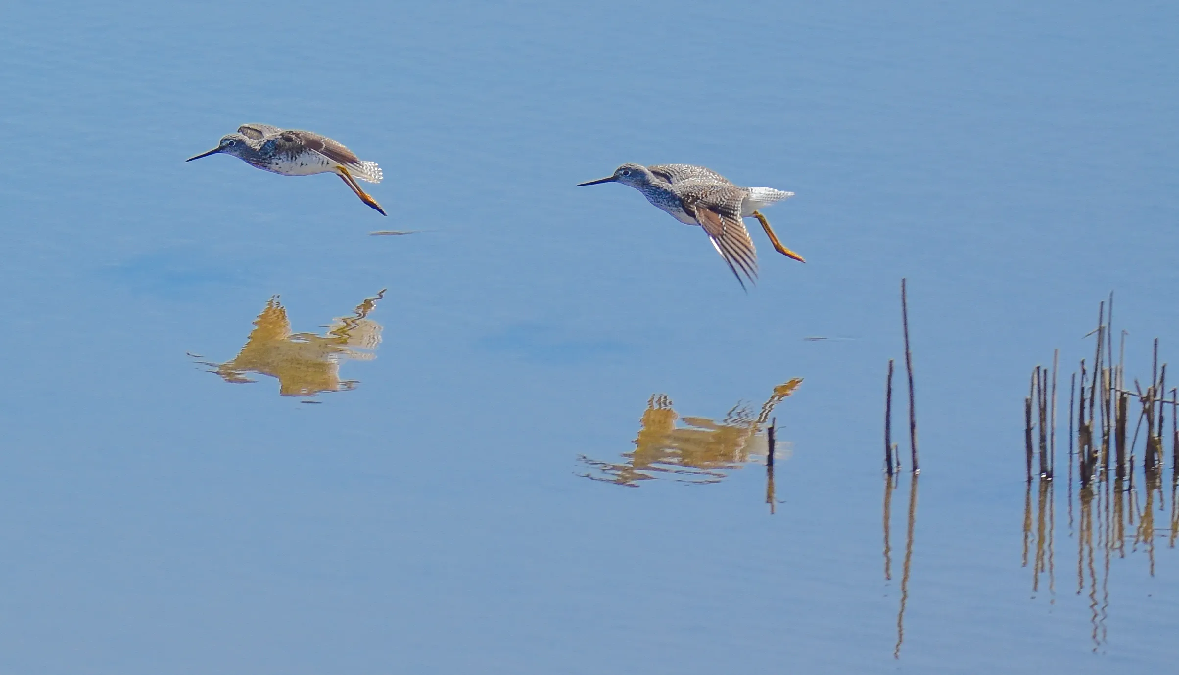 Pair of Birds of the Same Species