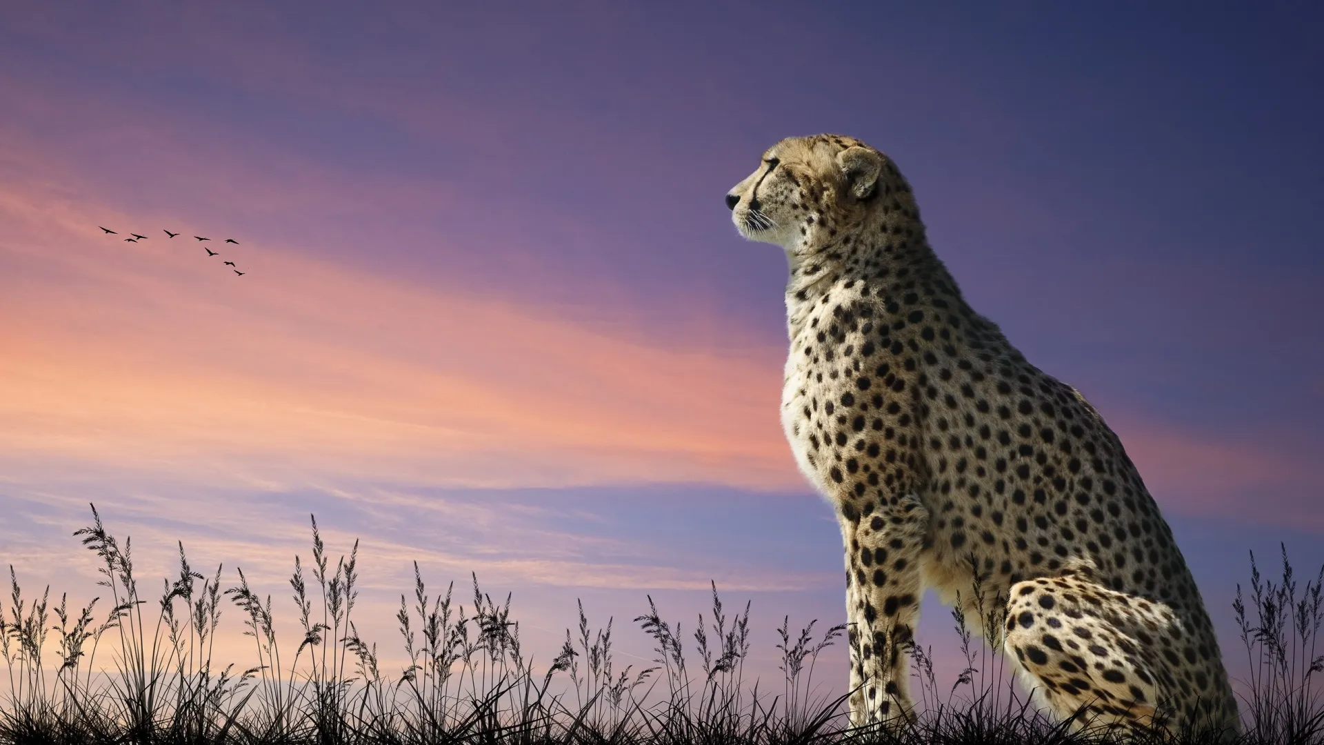 Cheetahs in the Wild