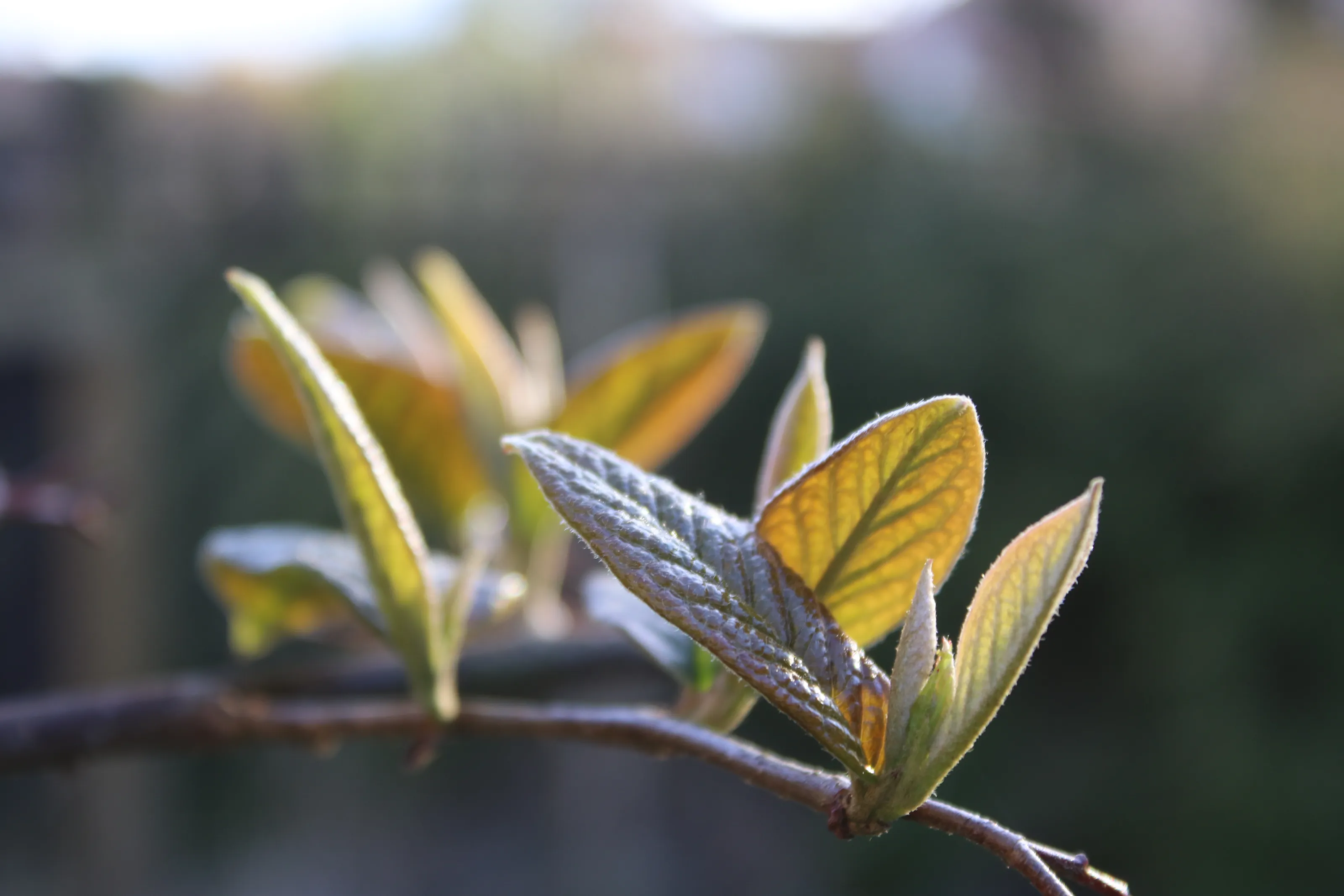 Spring Leaves