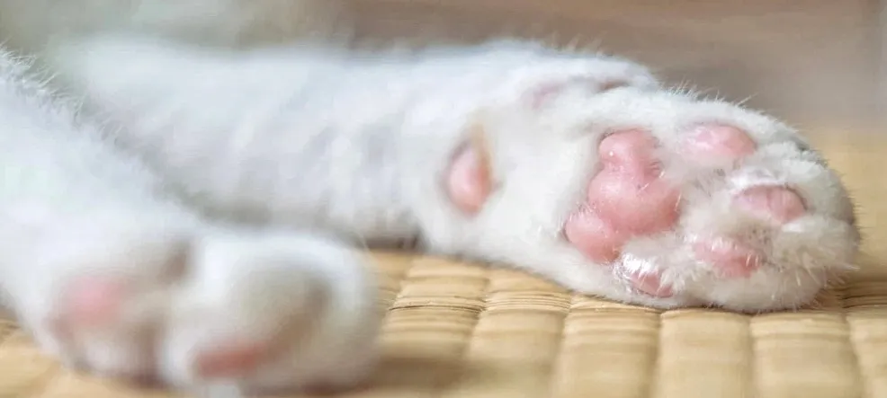 Cat's Paws Up Close