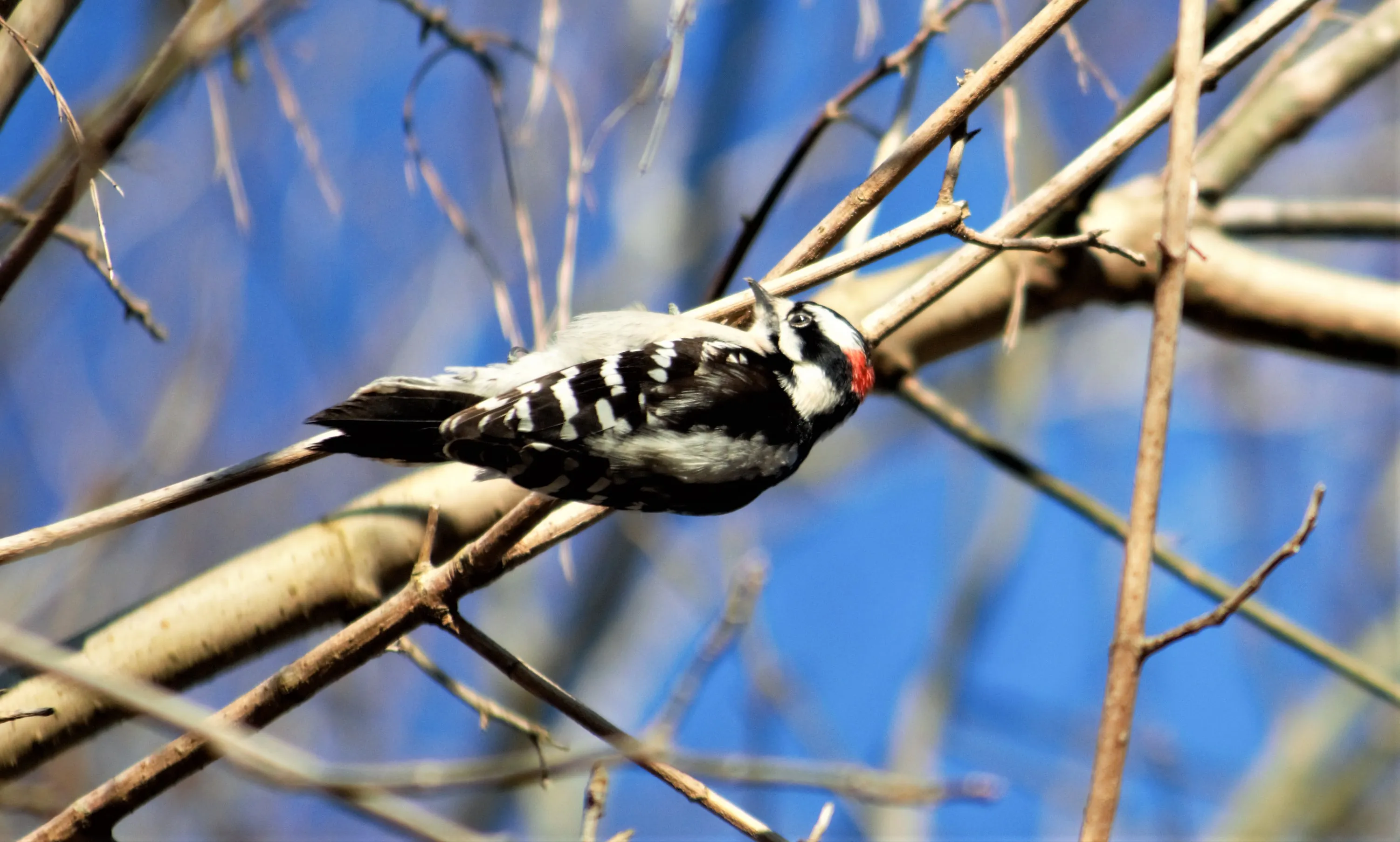 Woodpeckers in Colour