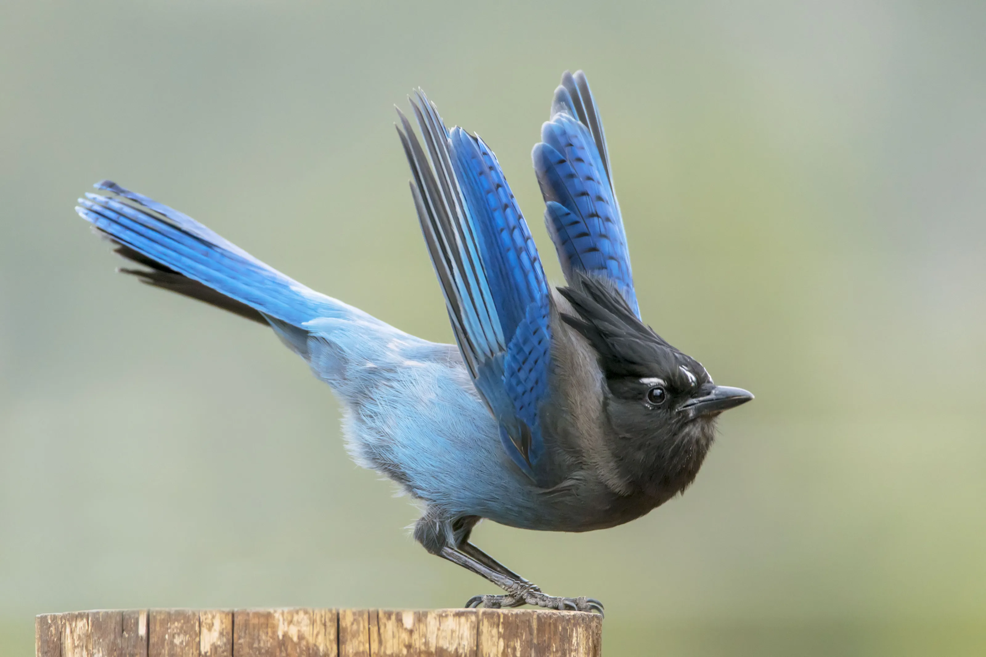 Blue Feathers