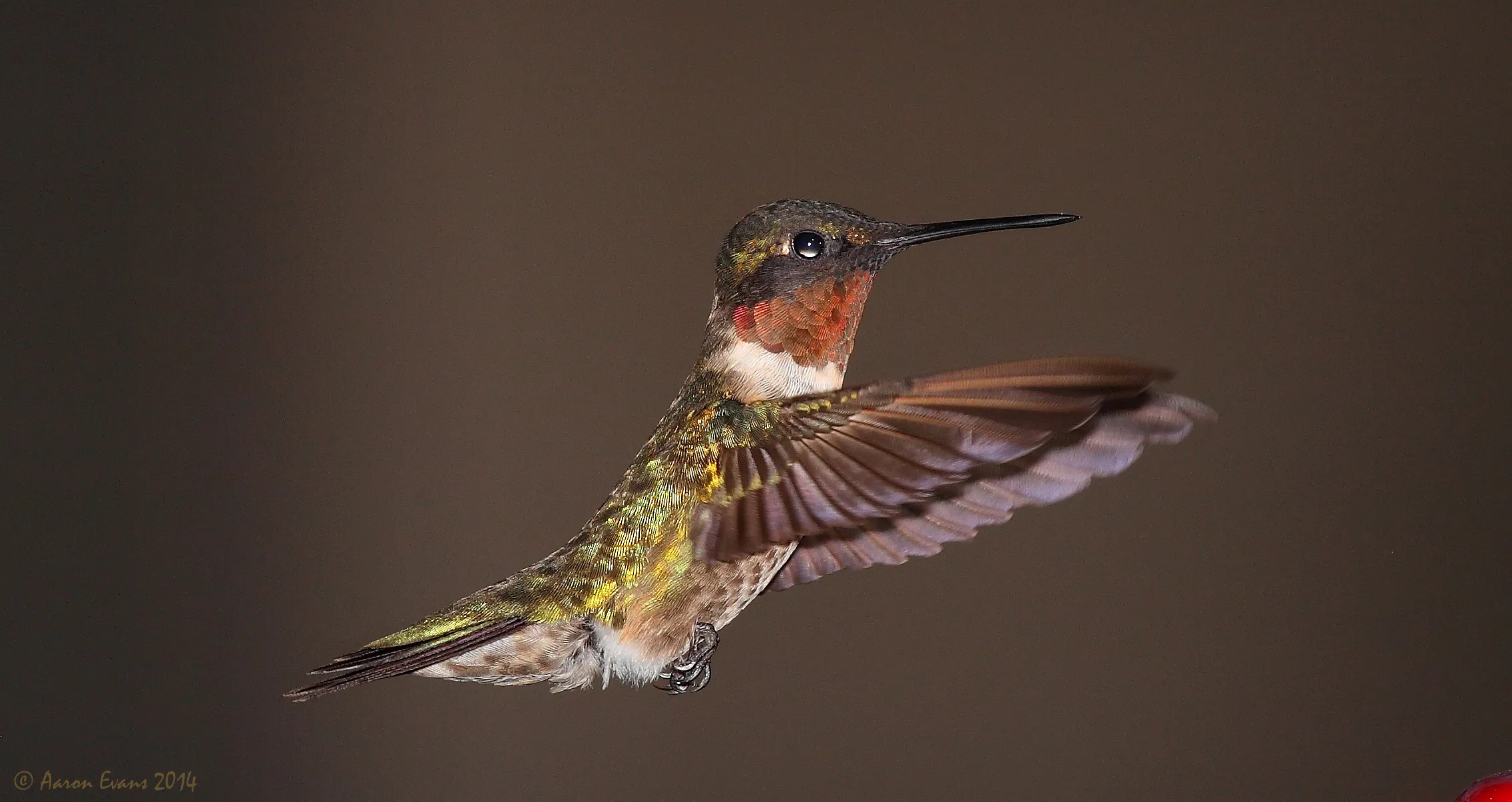 Hummingbirds in Colour