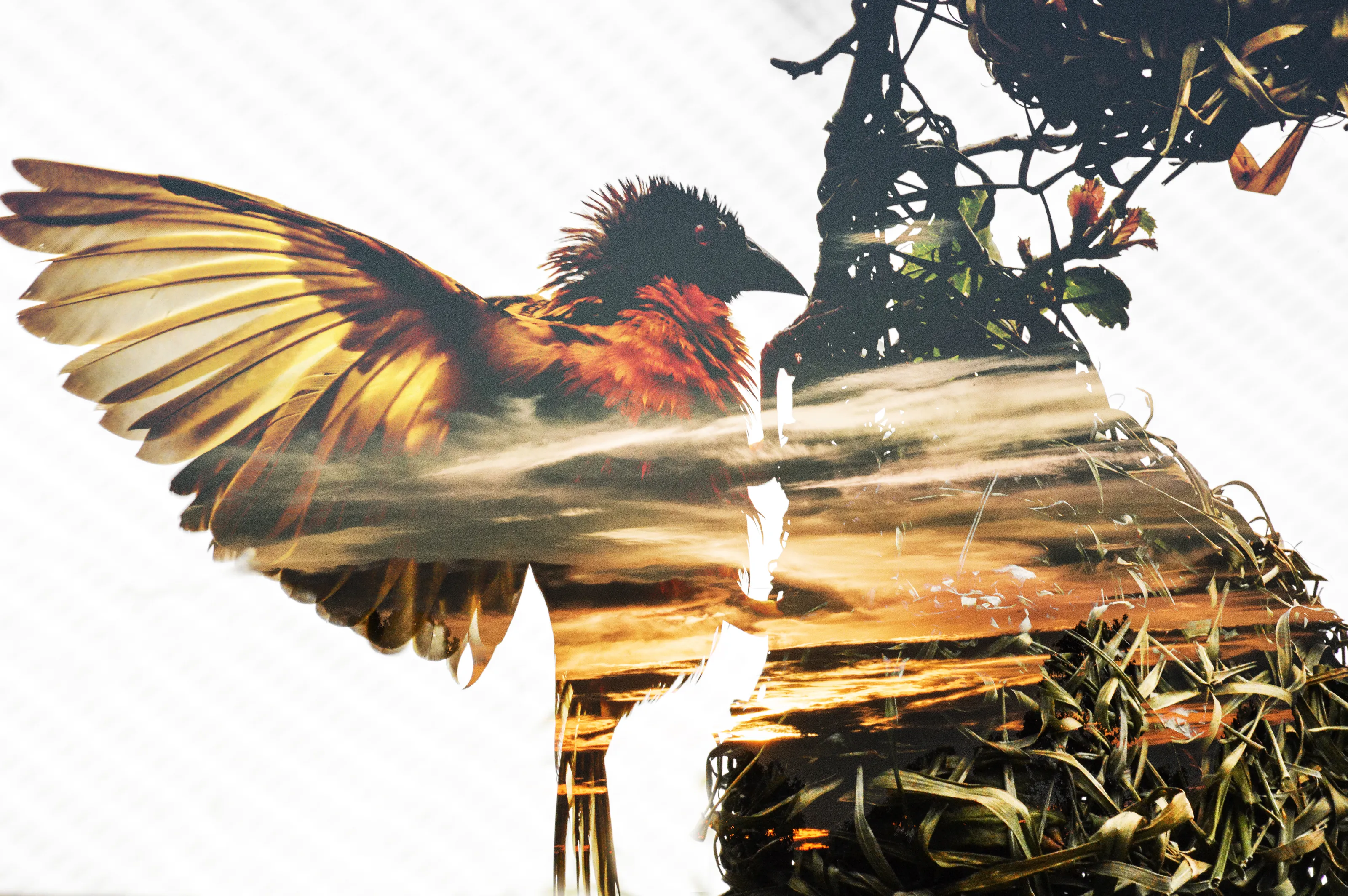 Creative Editing Wildlife
