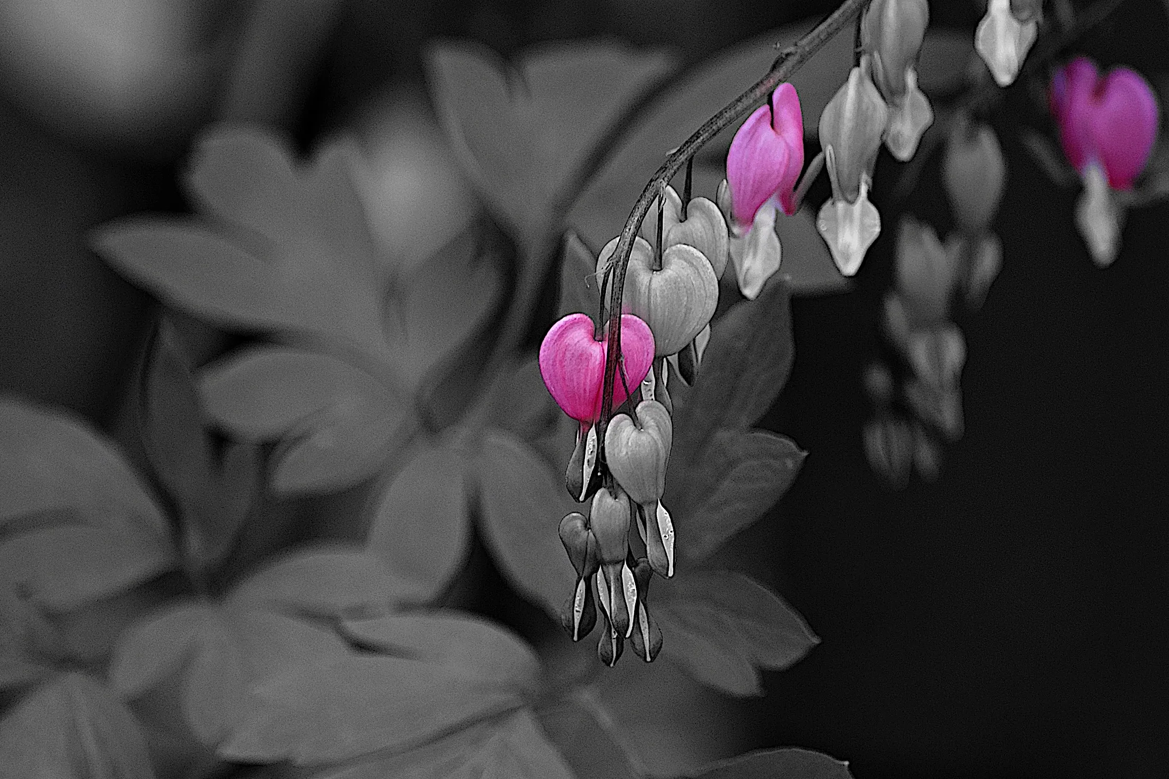 Selective Colour Flowers and Plants