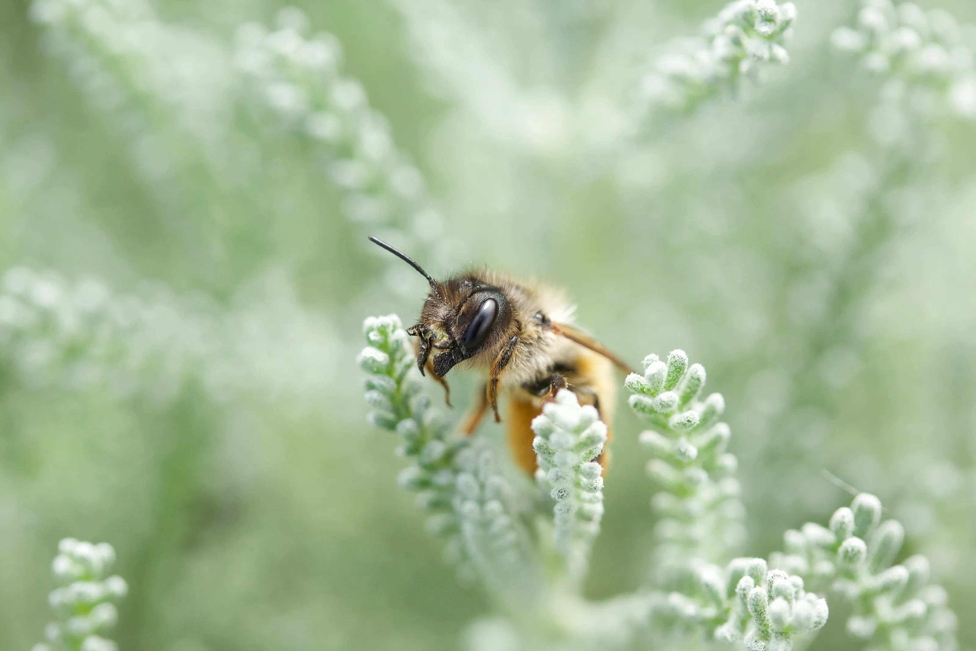 Bees