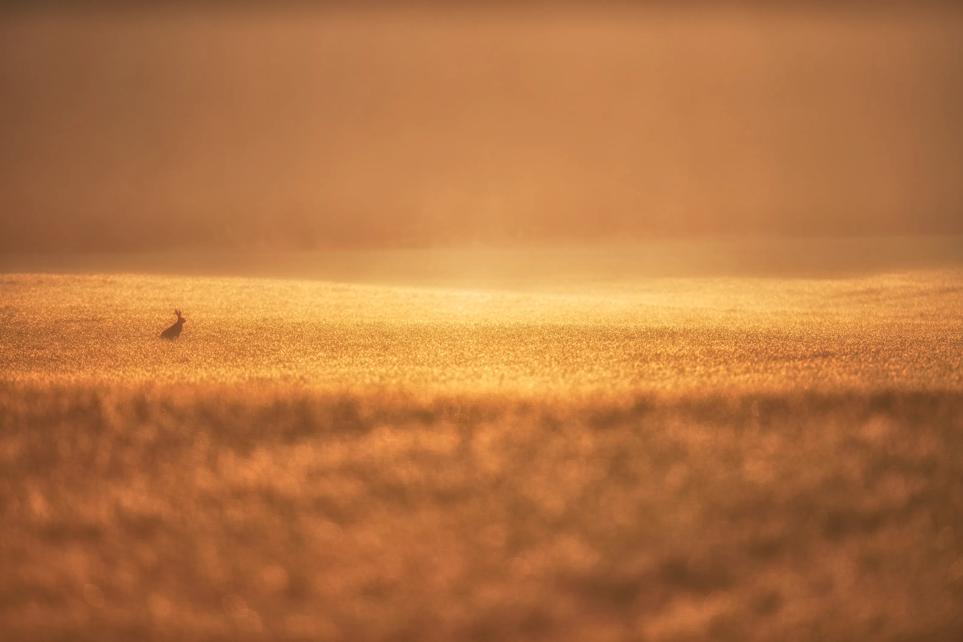 Golden colours
