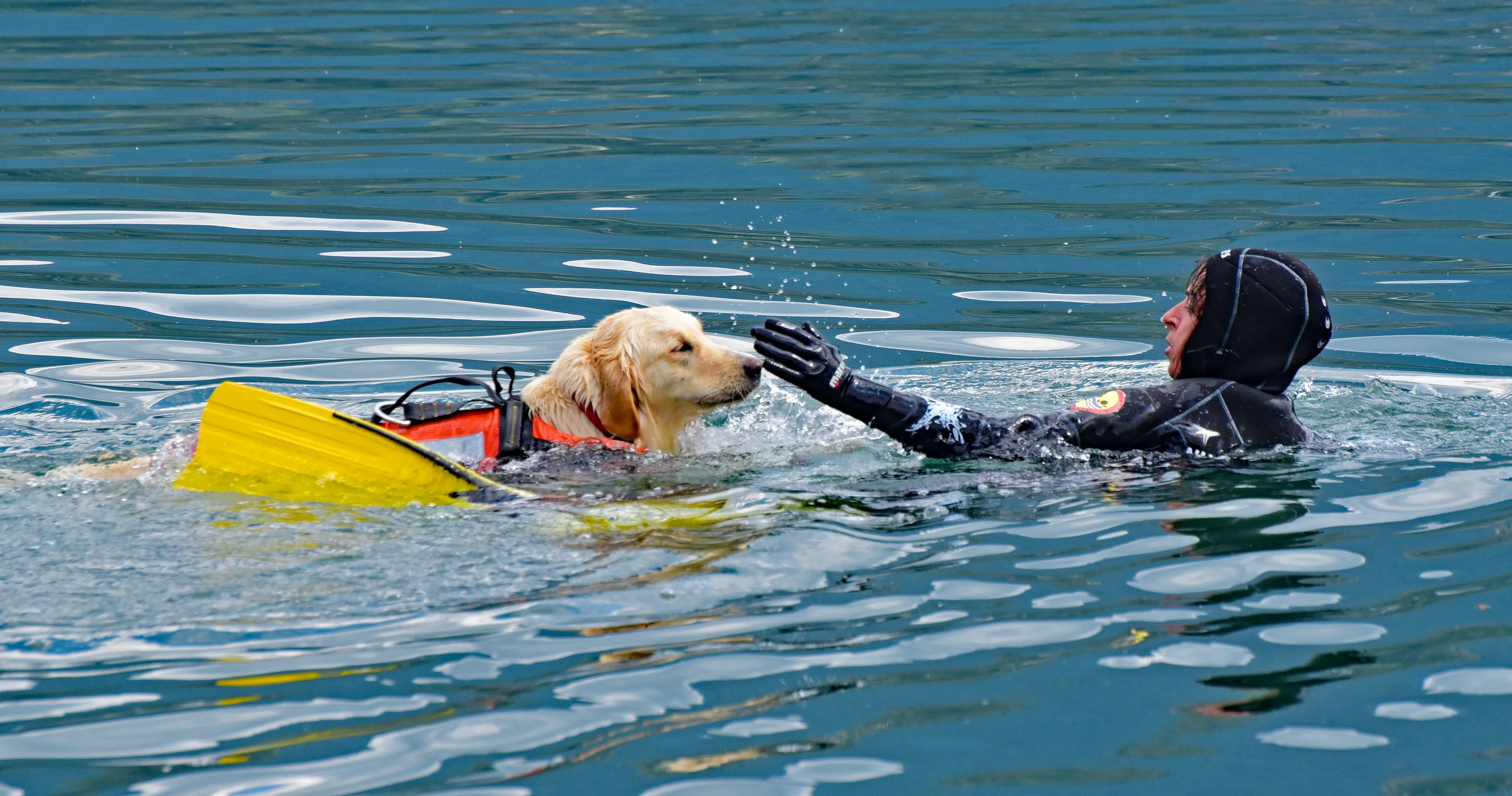 Working Dogs