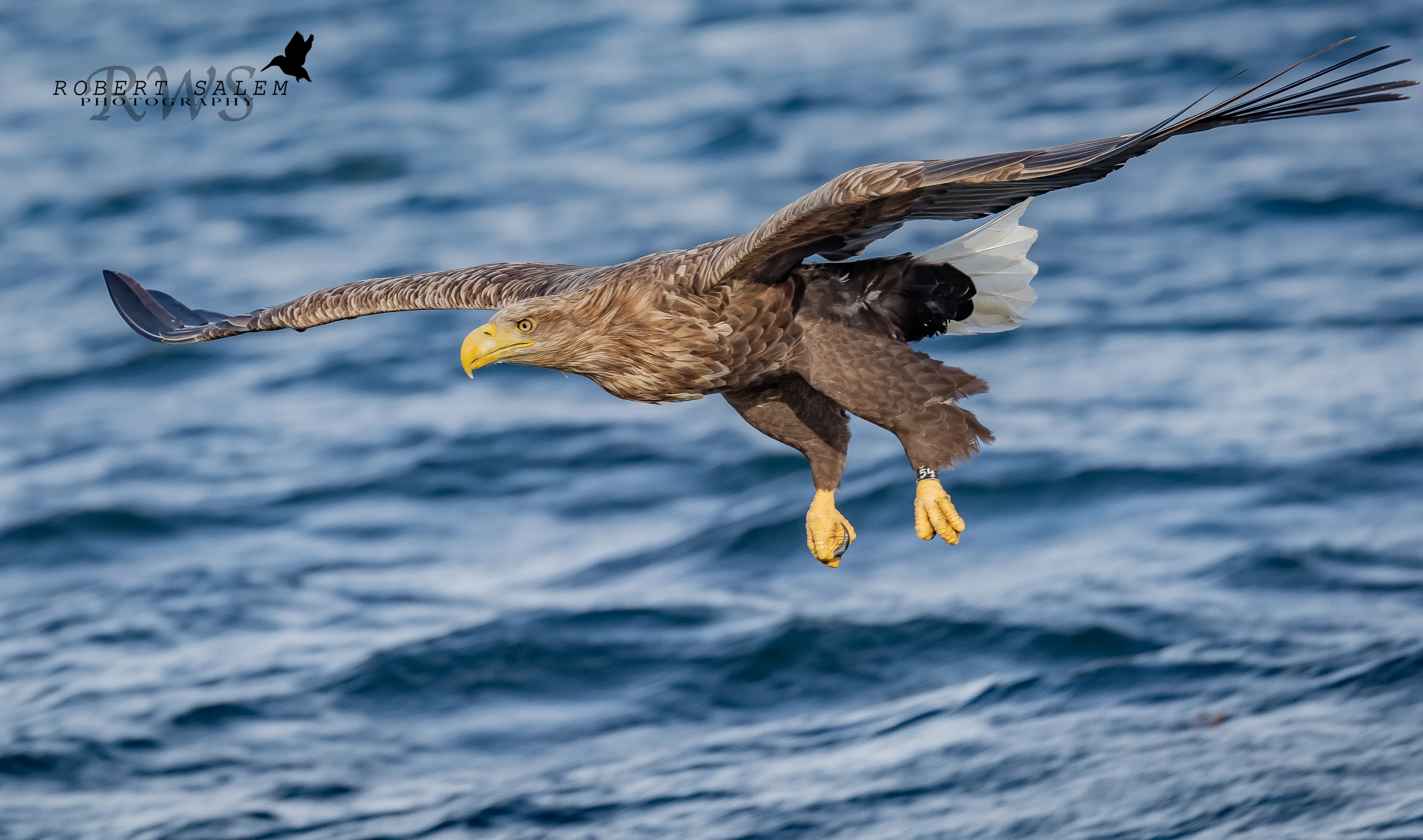 White-Tailed Eagles
