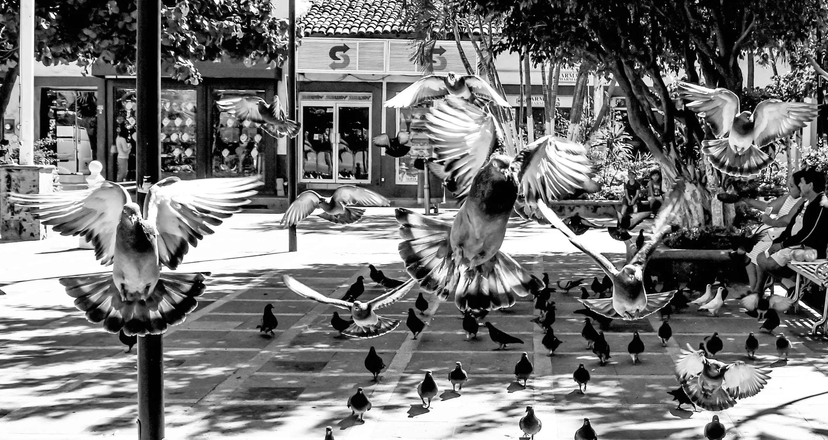 Multiple Living Things (in black and white)