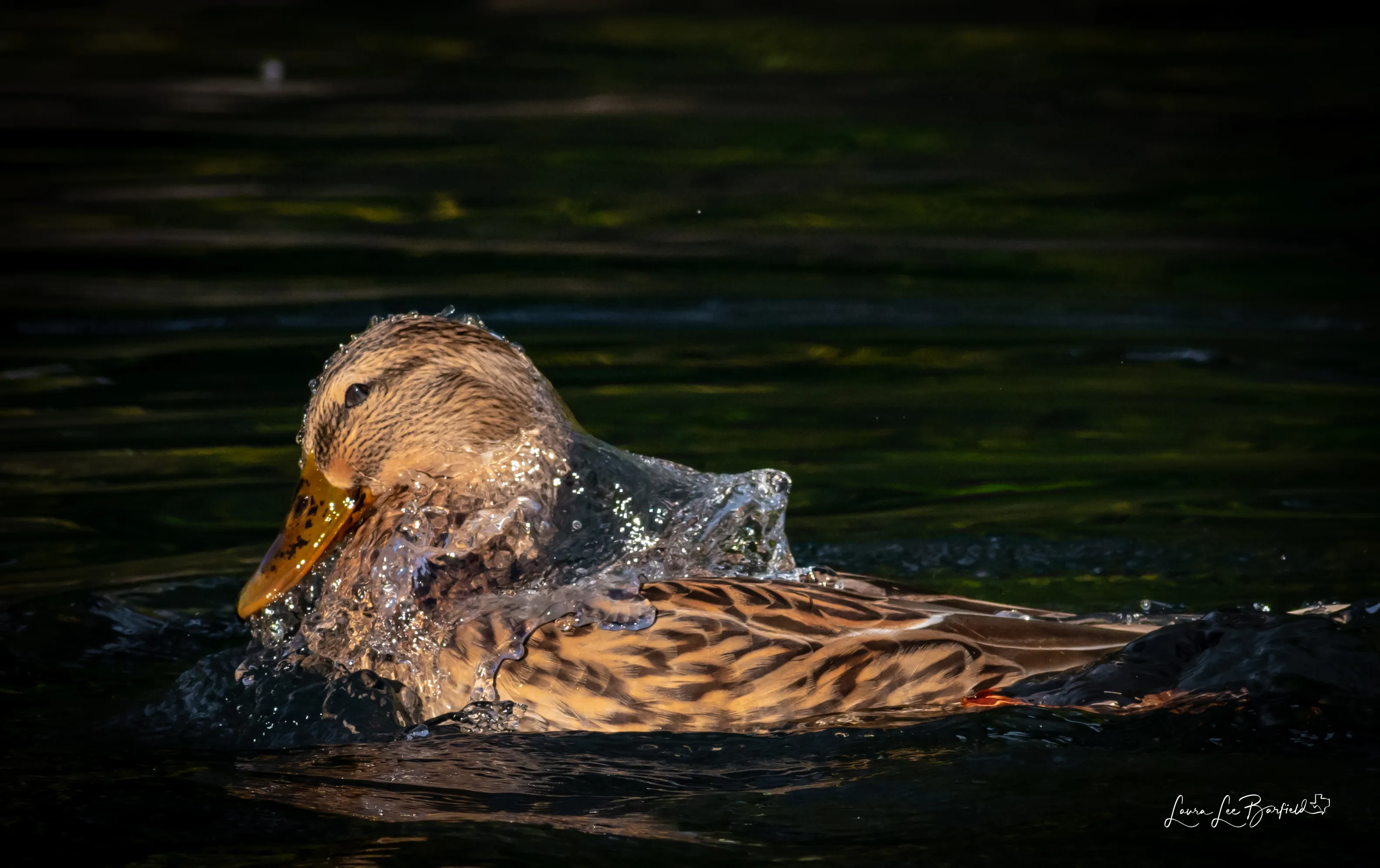 Bathing Birds