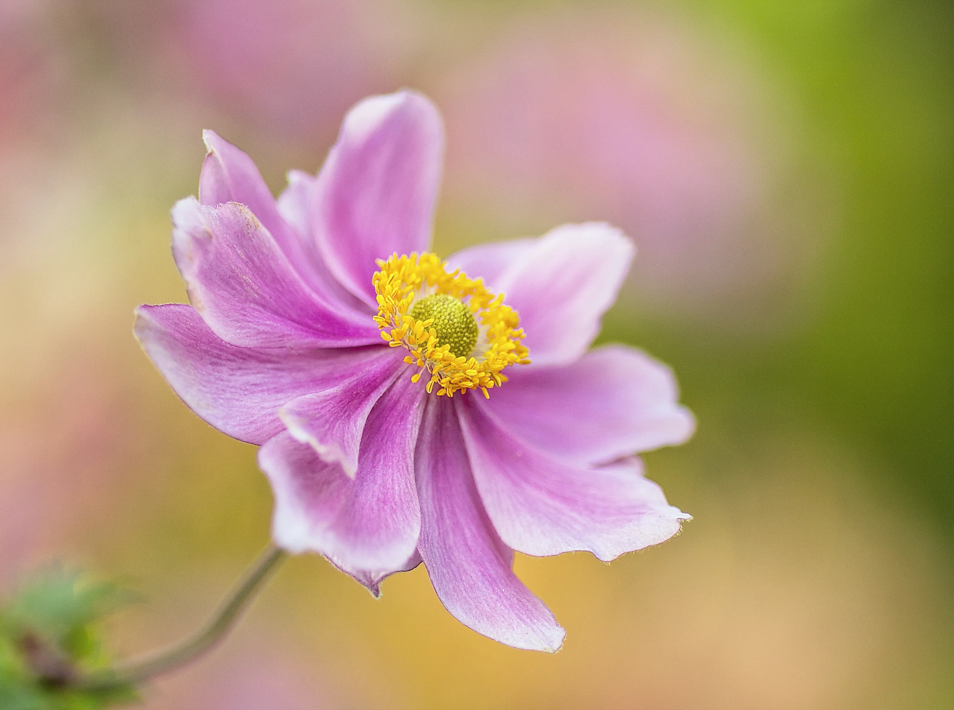 Flowers and gardens