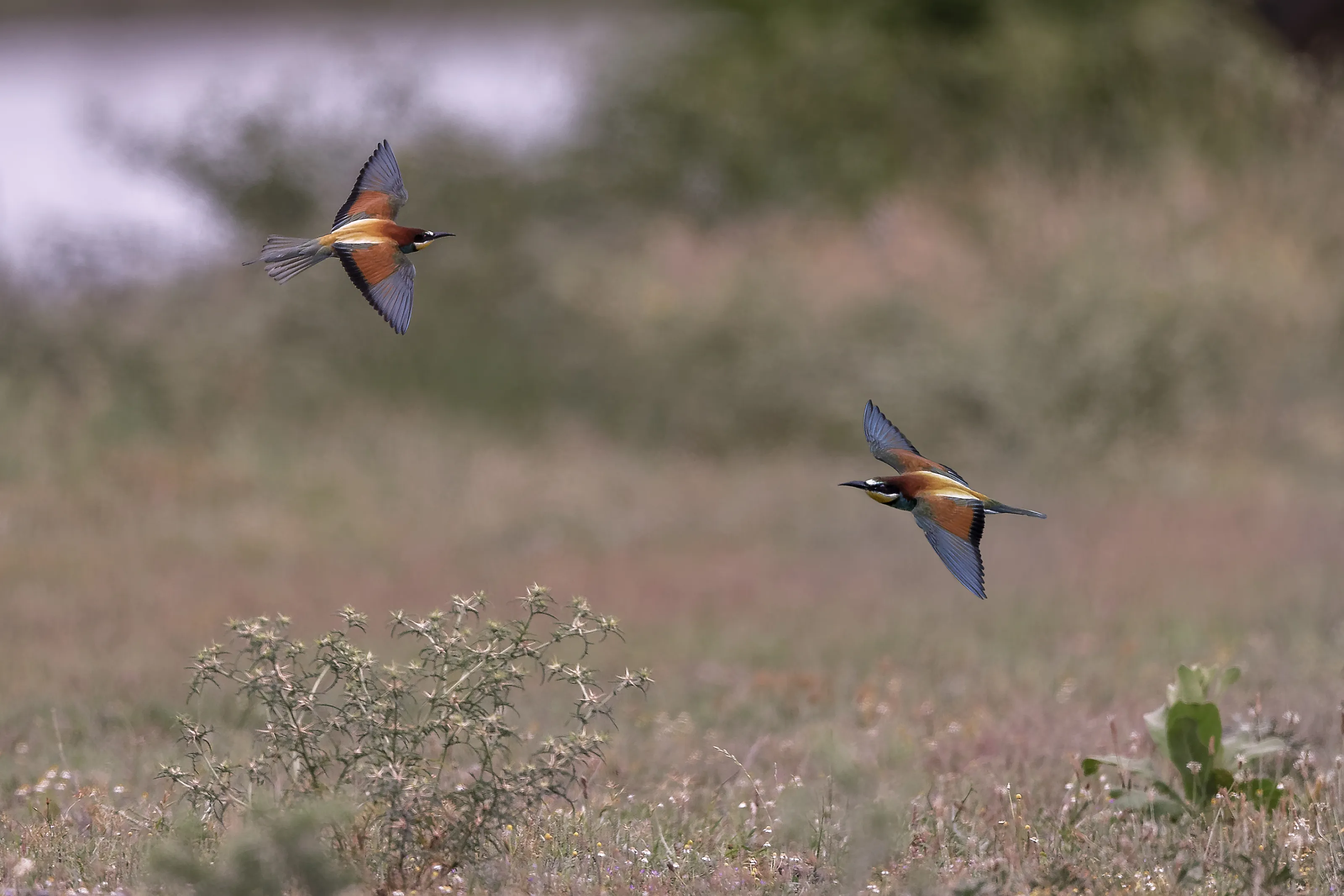 Bee-Eaters in Colour