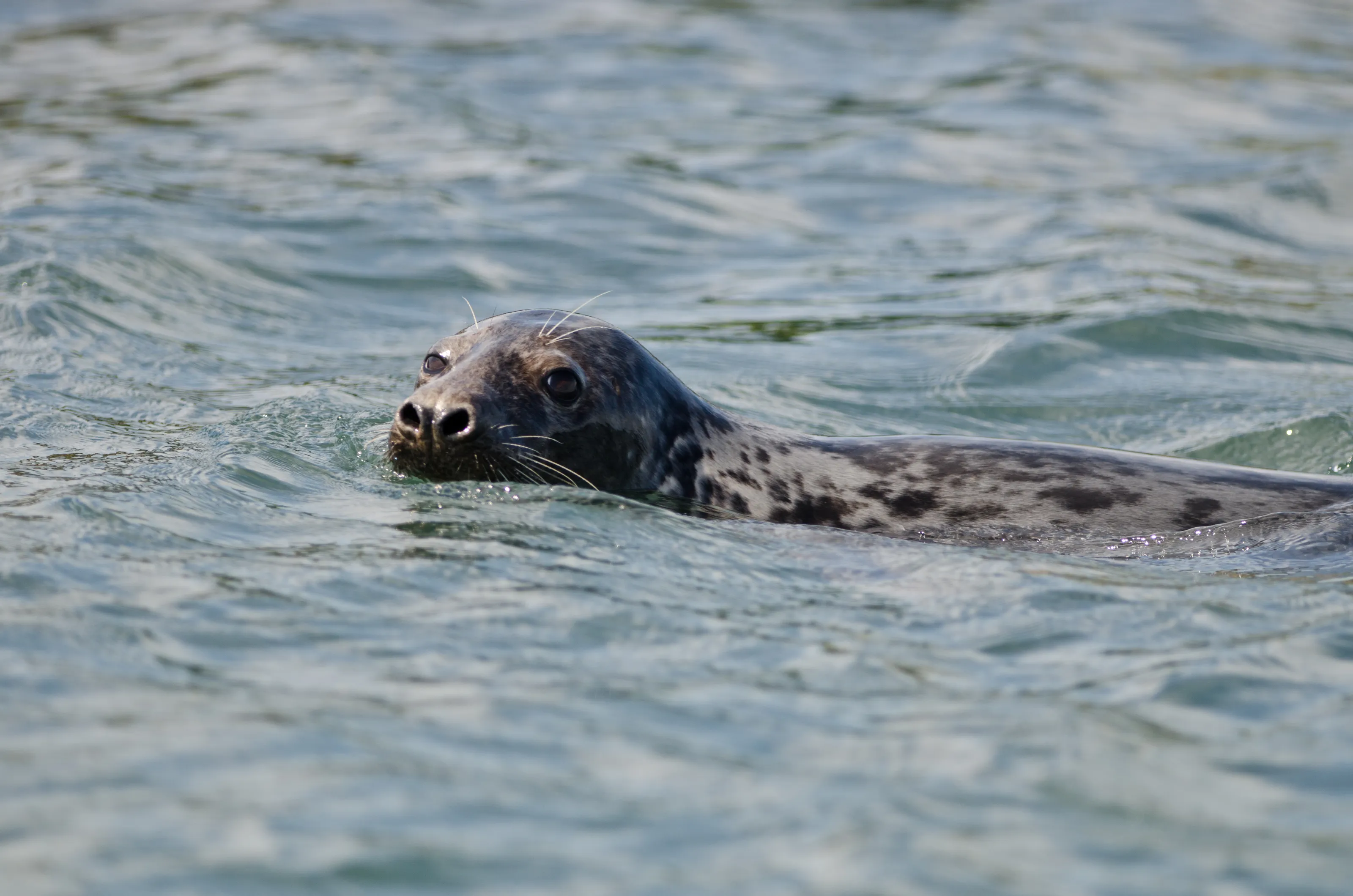Seals