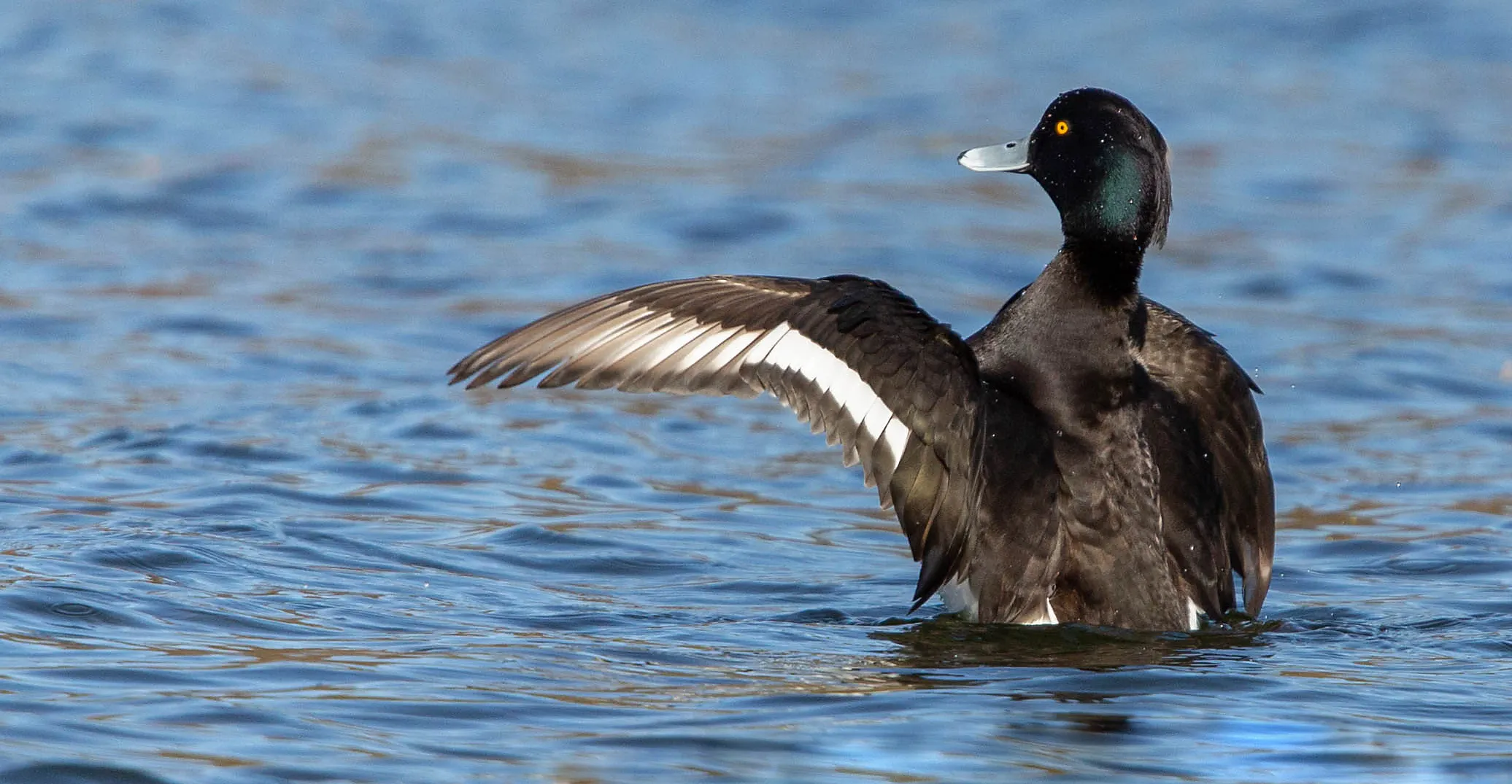 Freshwater Birds