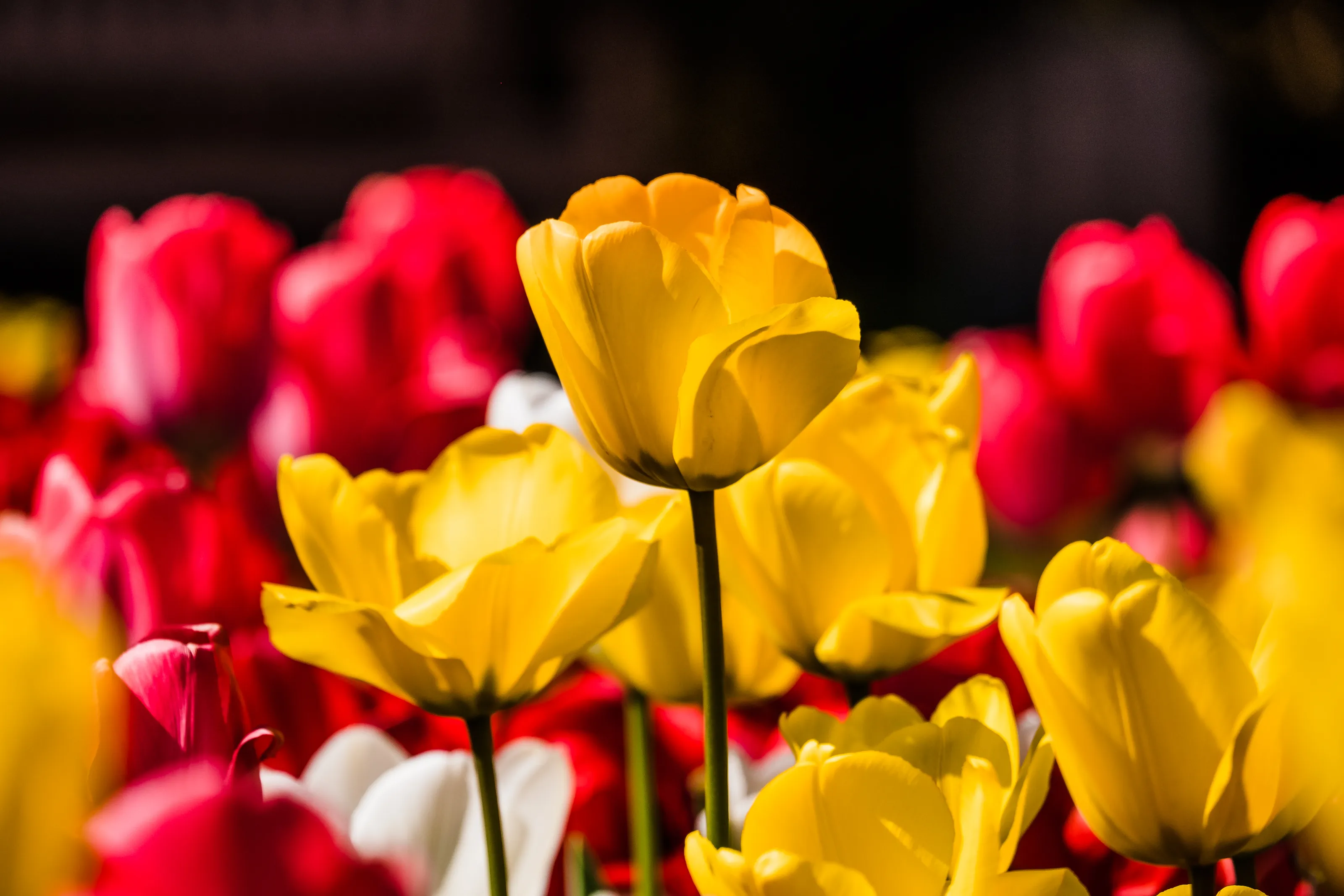 I Love Tulips