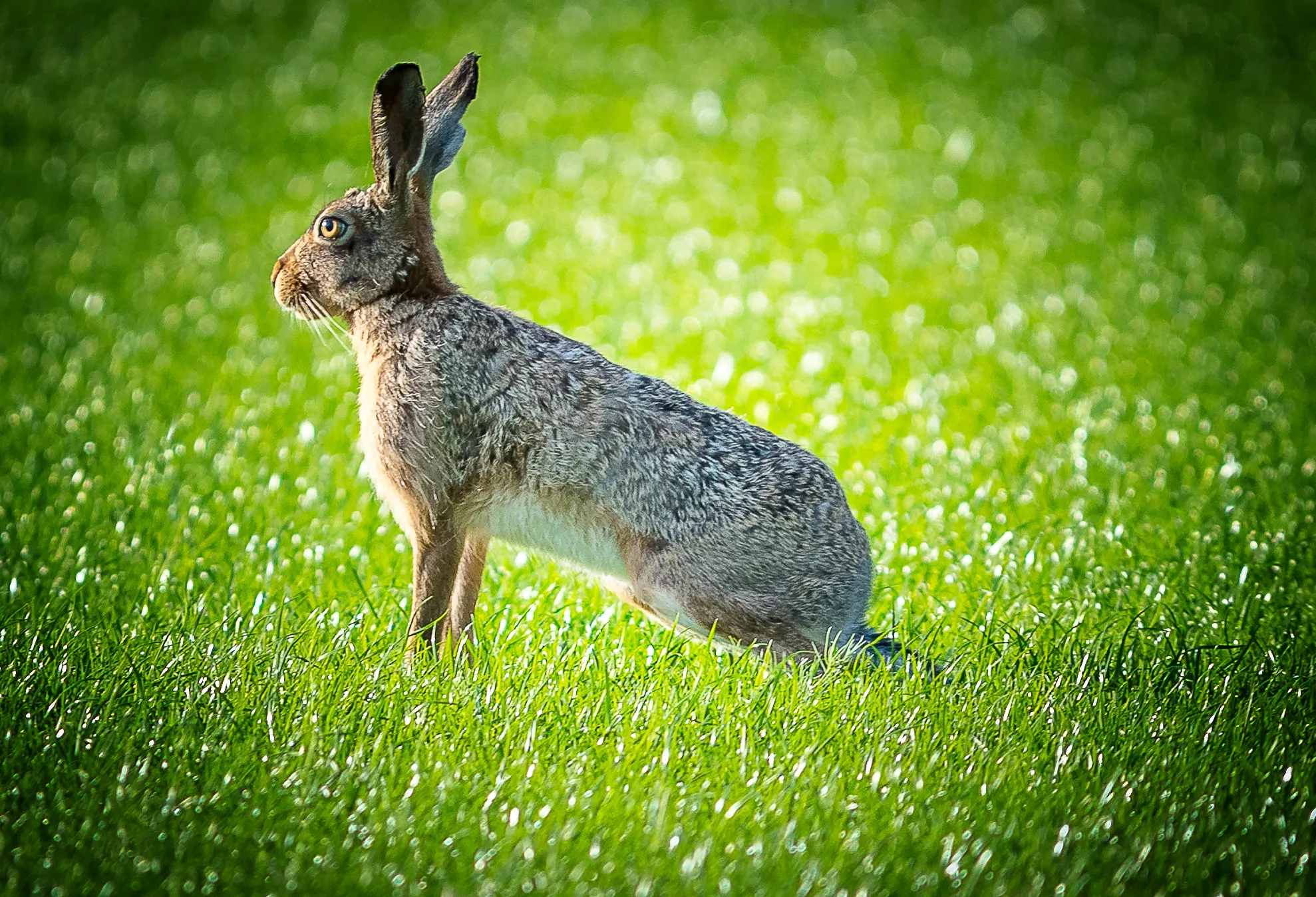Wild Rabbits and Hares (no pets)
