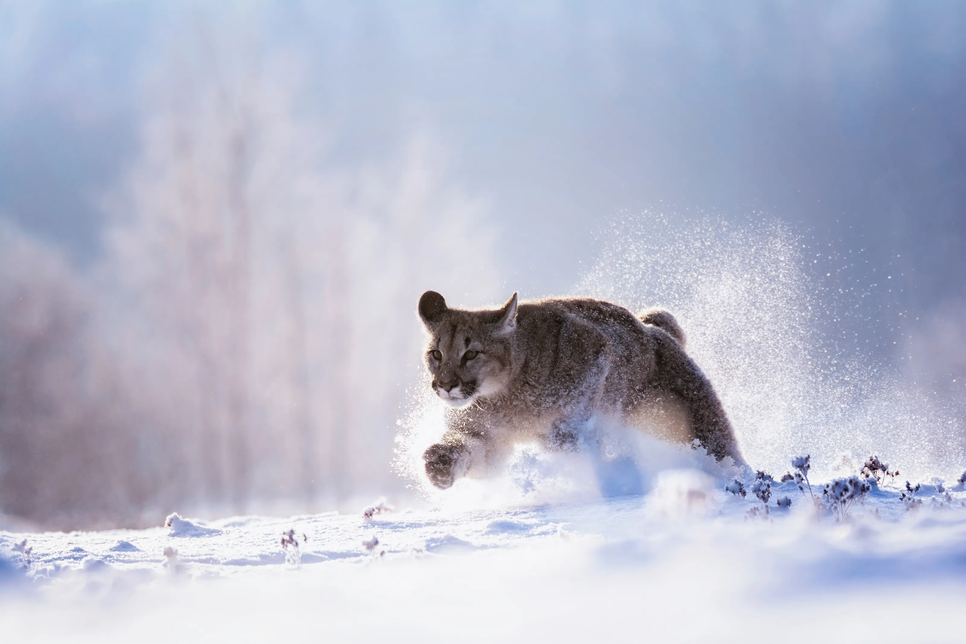 American Wild Cats (In The Wild)