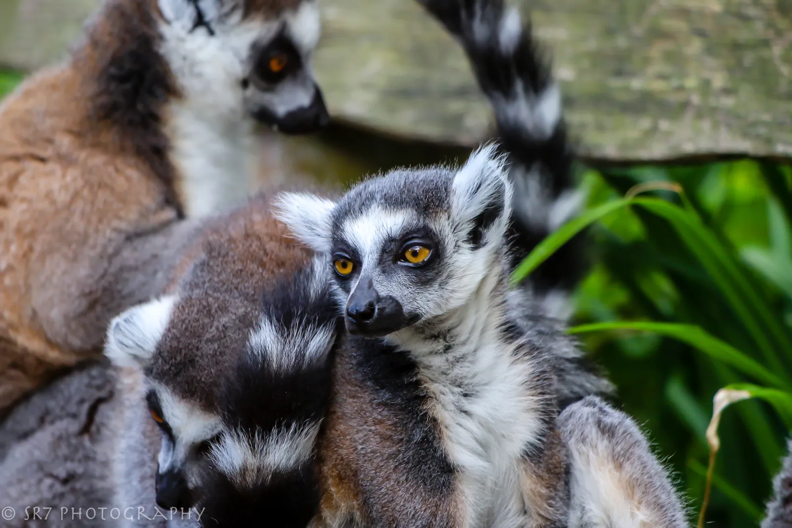 Ring-Tailed Lemurs