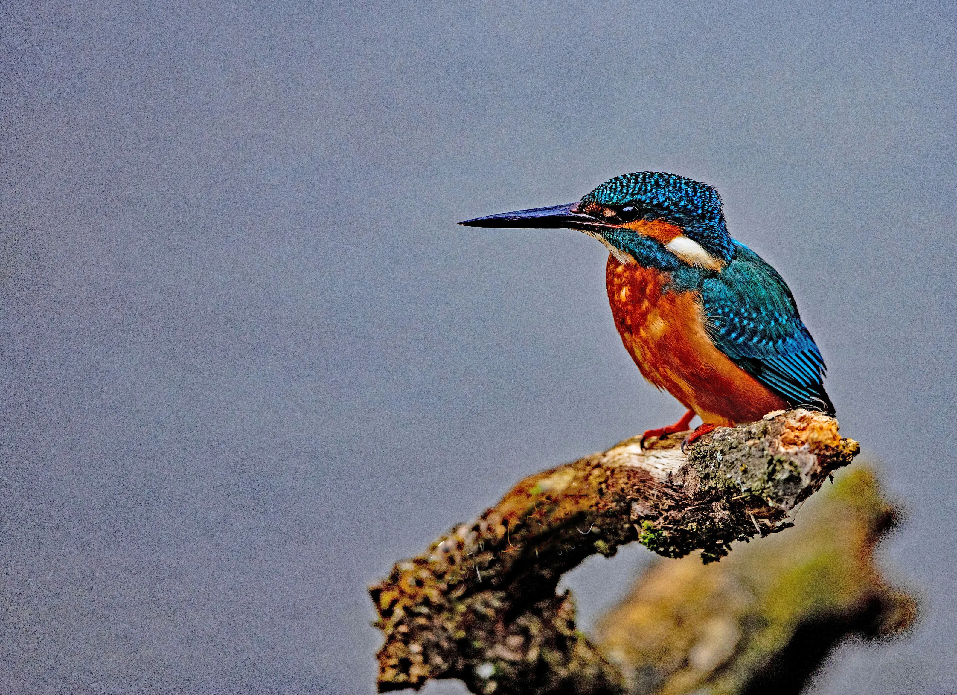 Kingfishers (in colour)