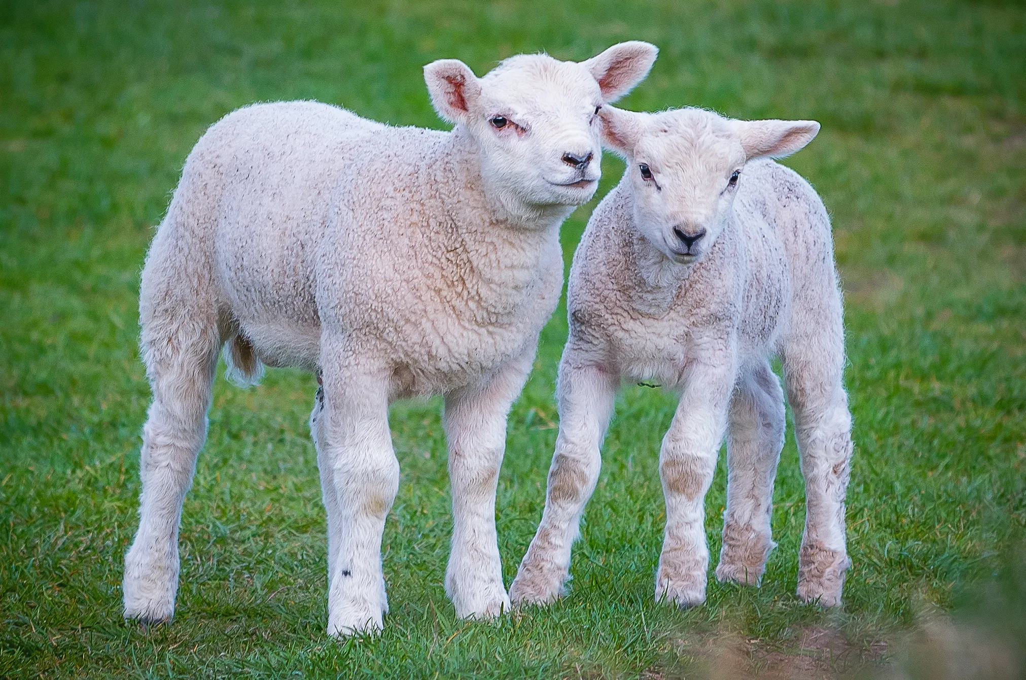 Spring Lambs (no adult sheep or people)