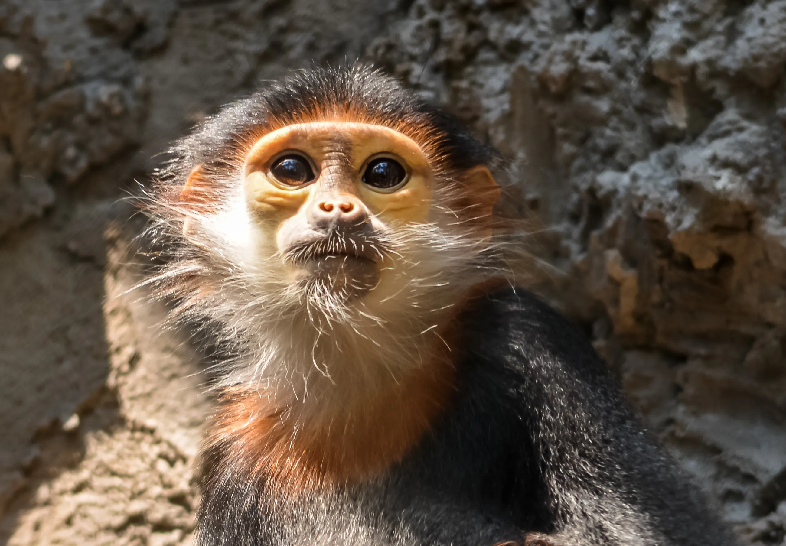 Primates (No Humans)