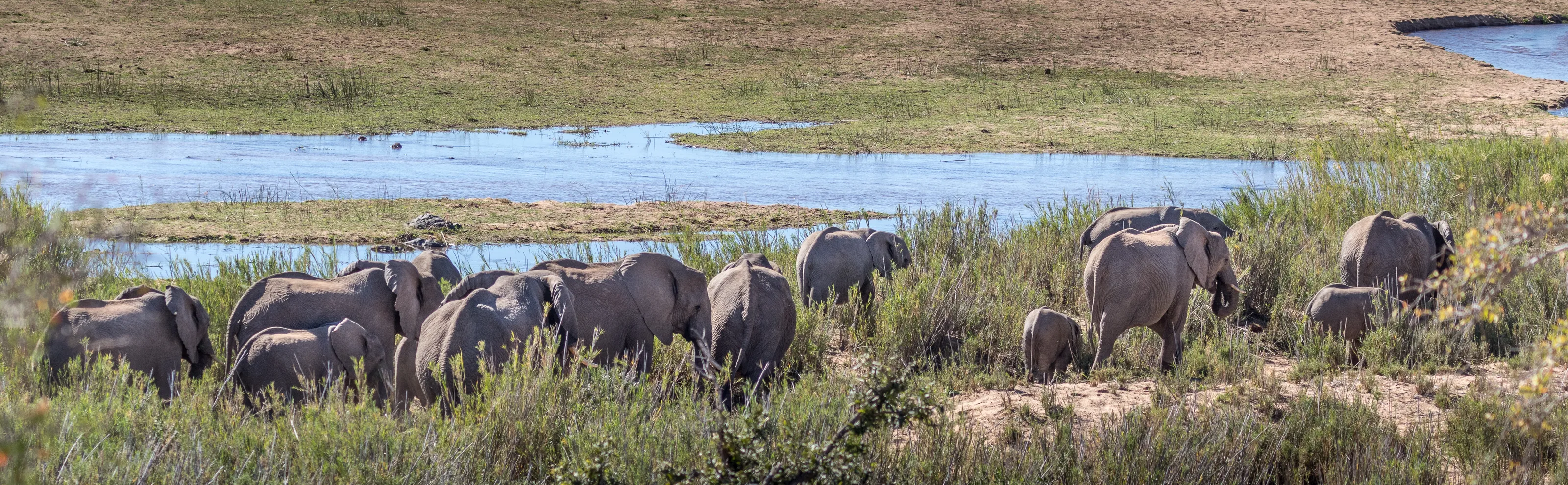 Animals of Africa in the Wild