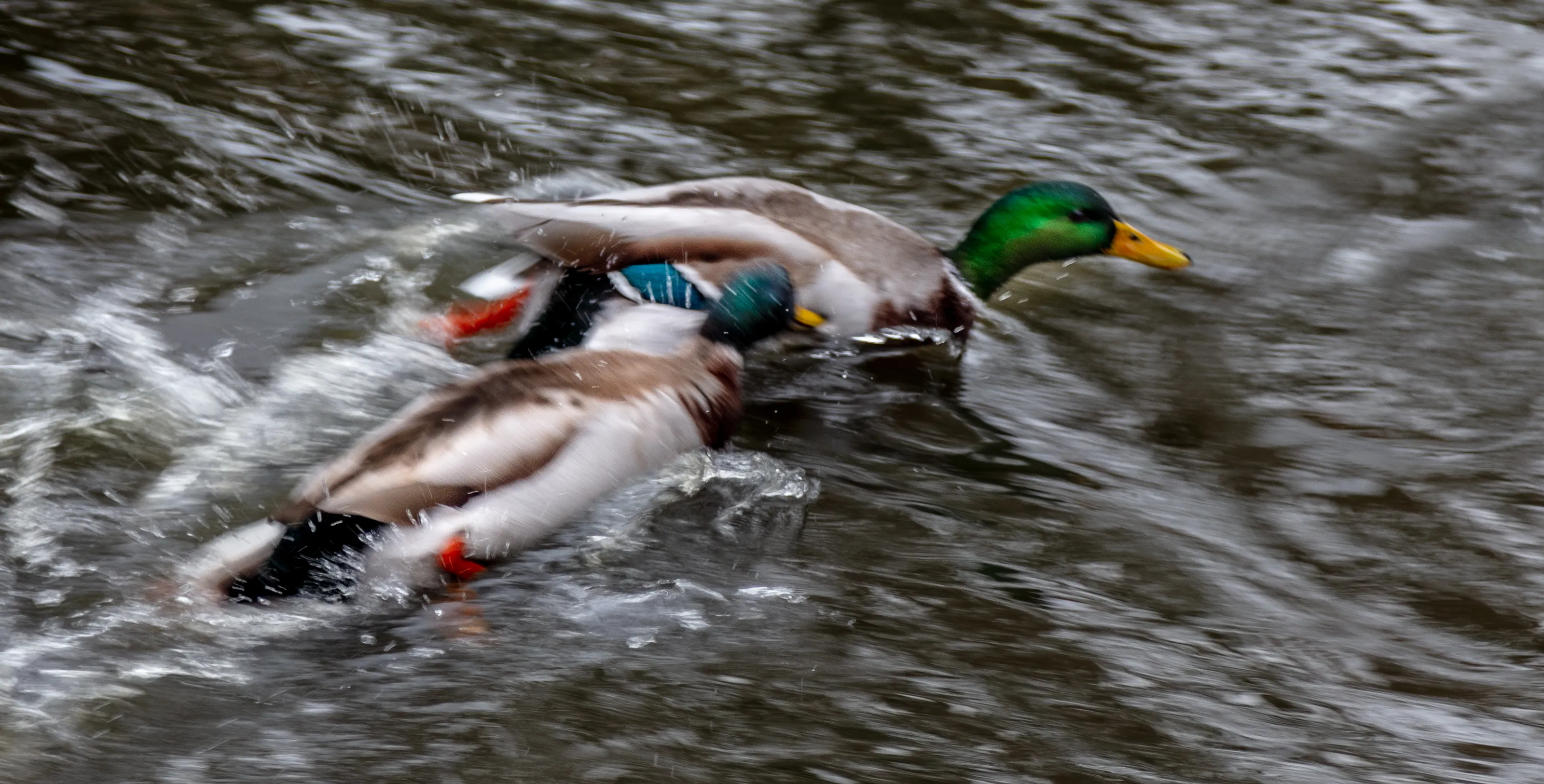 Birds on the Water (in the wild)