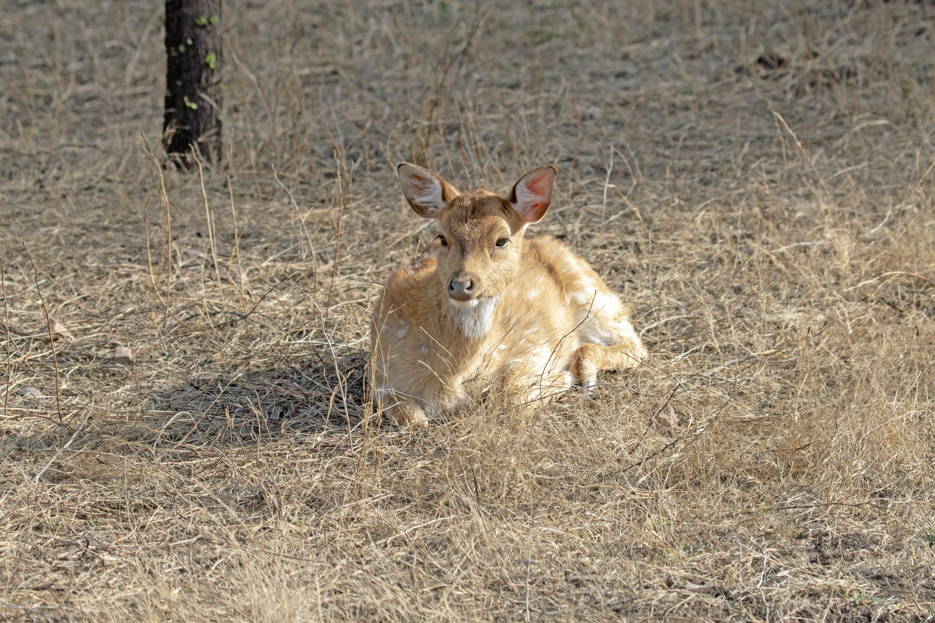 Wild Deer