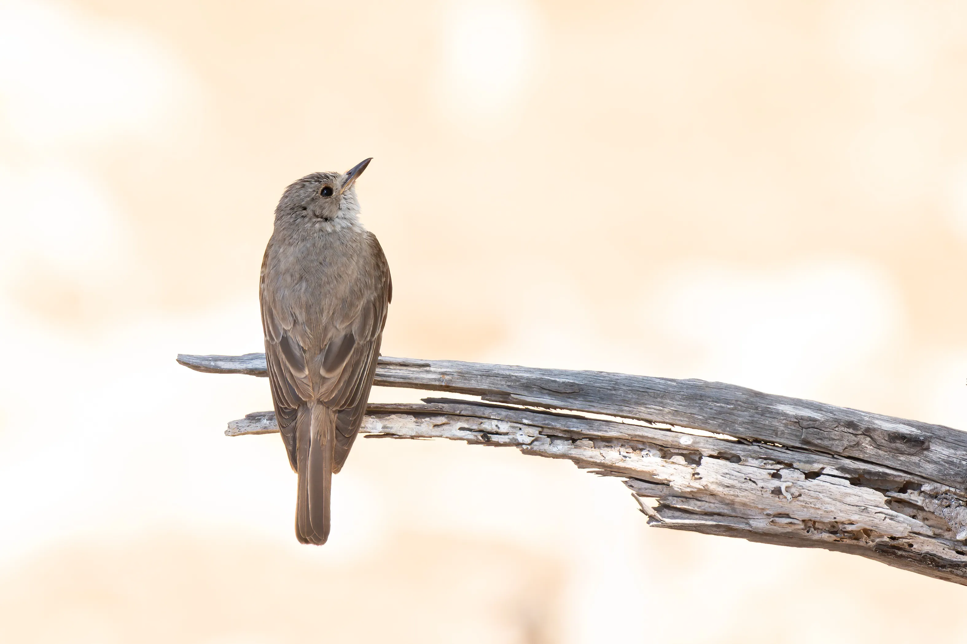 Birds (no birds of prey)
