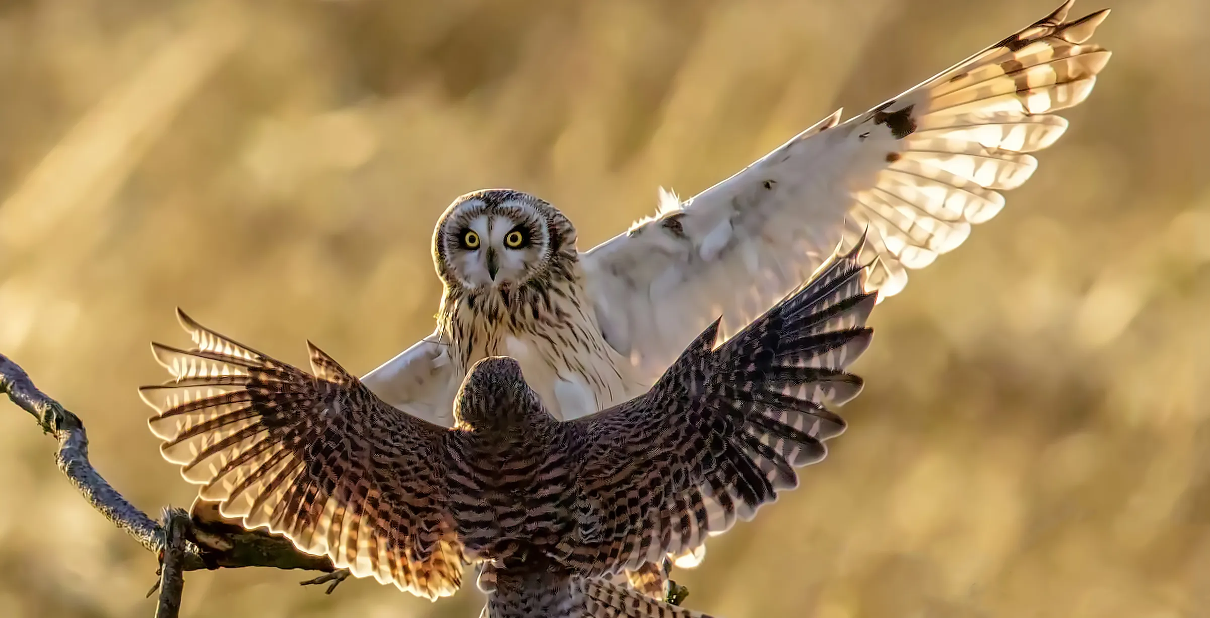 Wildlife – a wider perspective