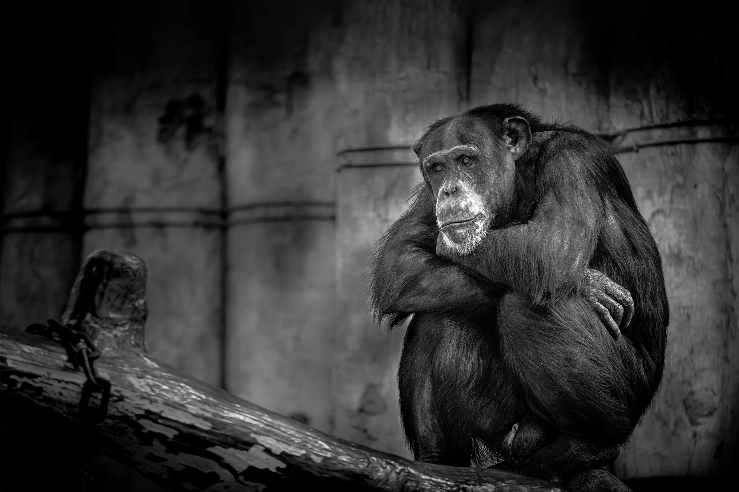 Monkeys and Apes in Black and White