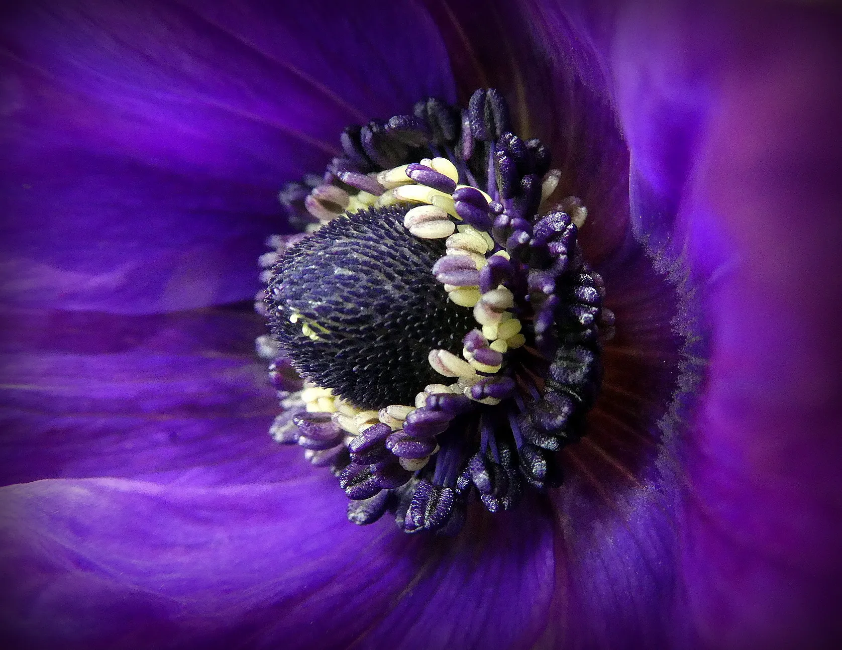 Flowers in Close-up or Macro (in colour)