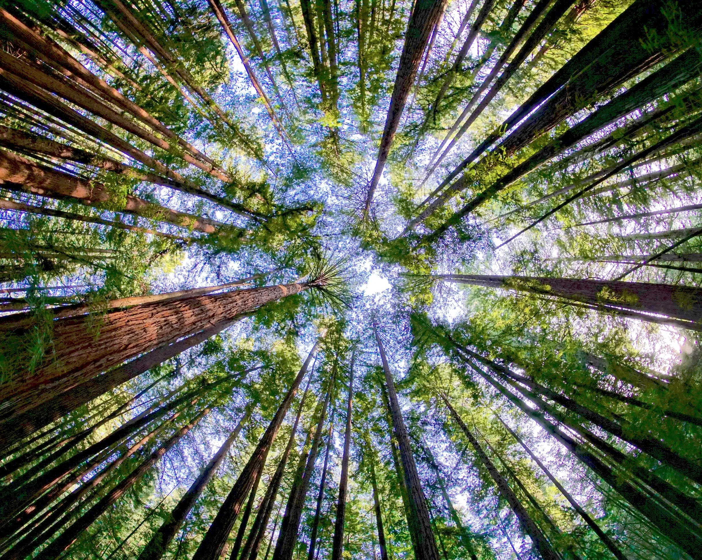 Looking up