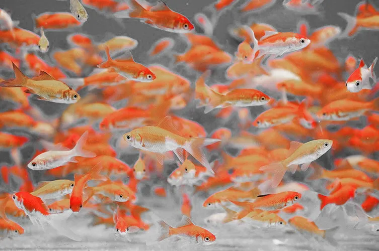 Selective Colour Orange