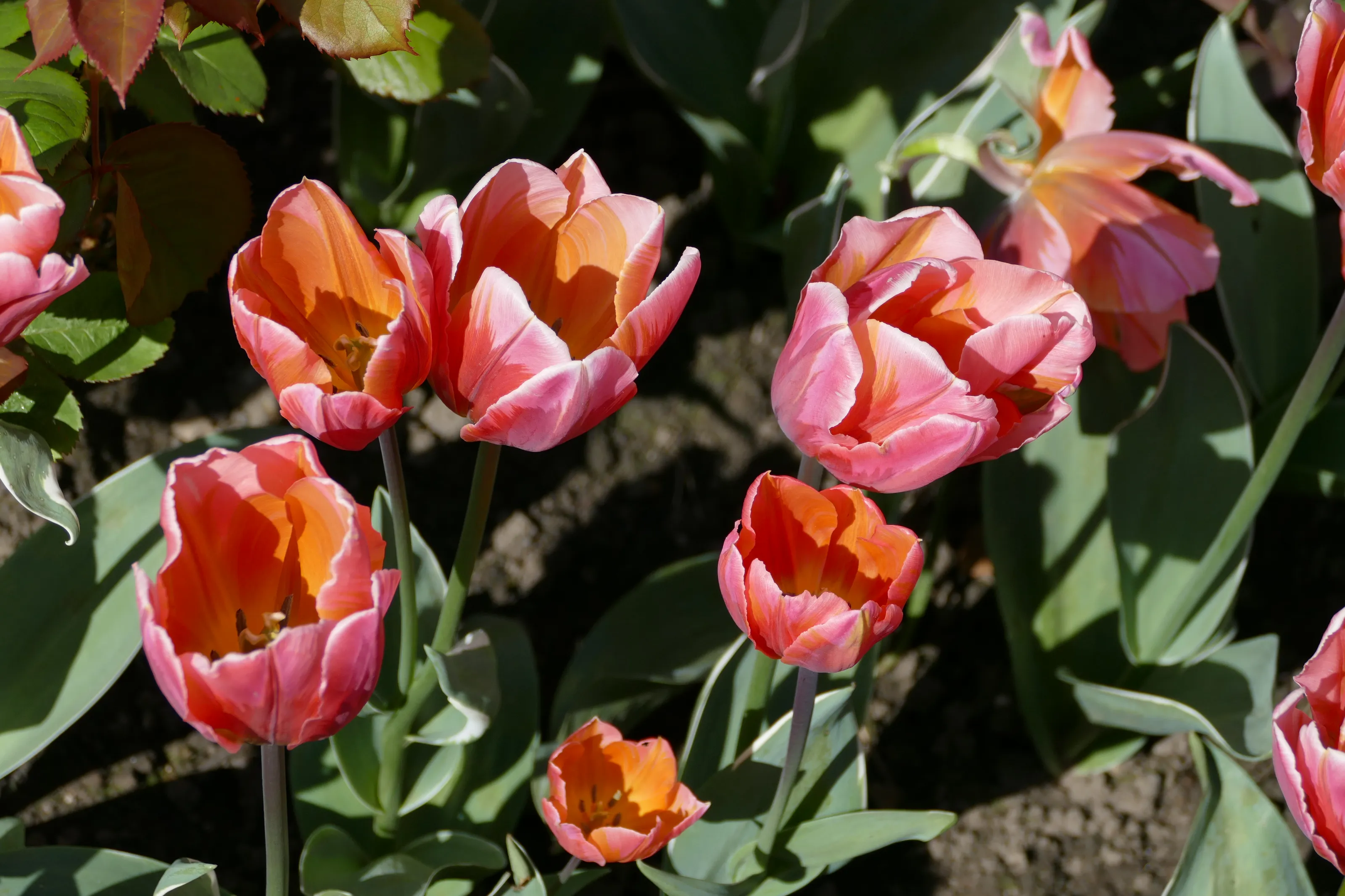 Tulips in Colour