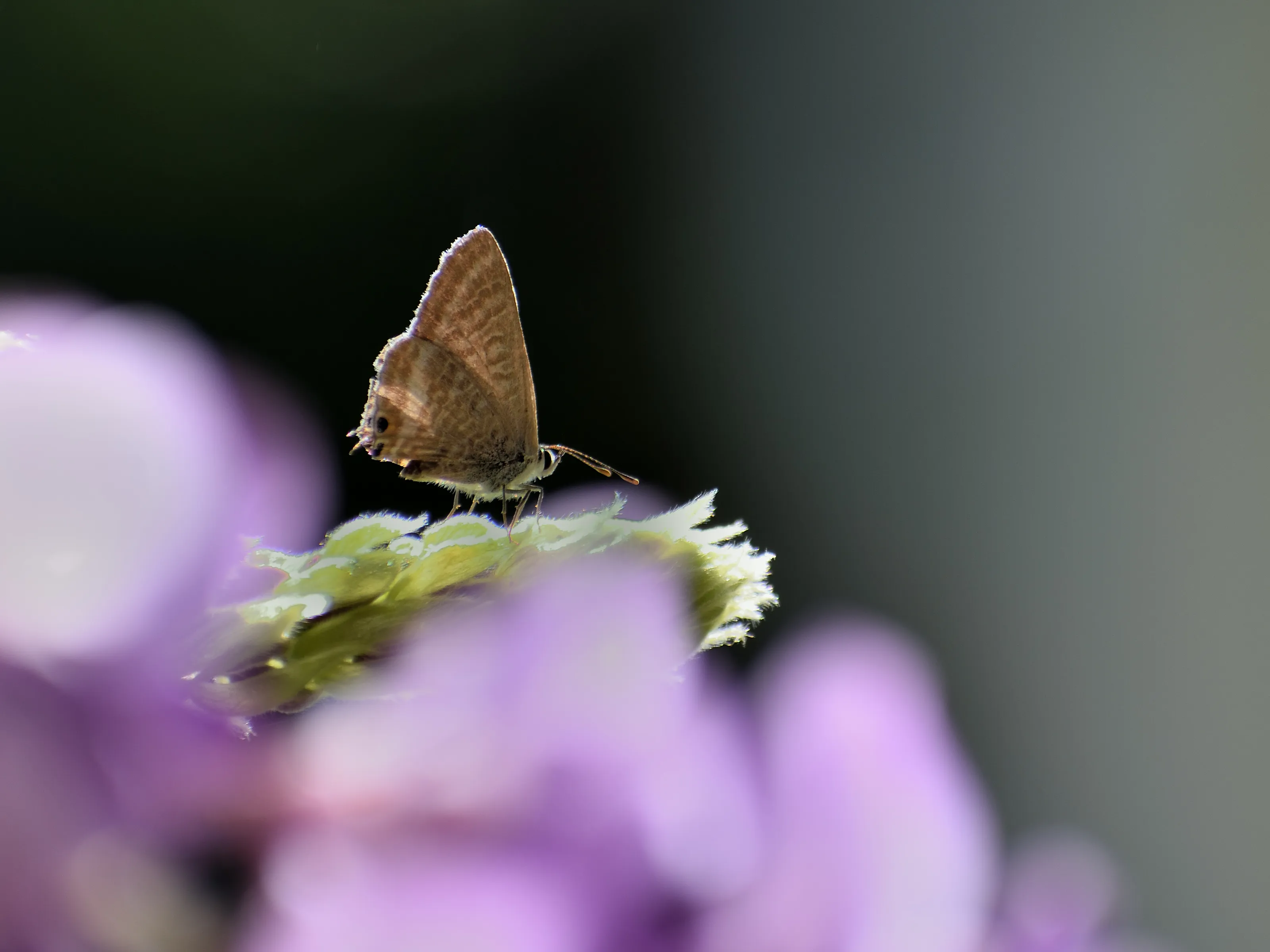Butterflies in Colour