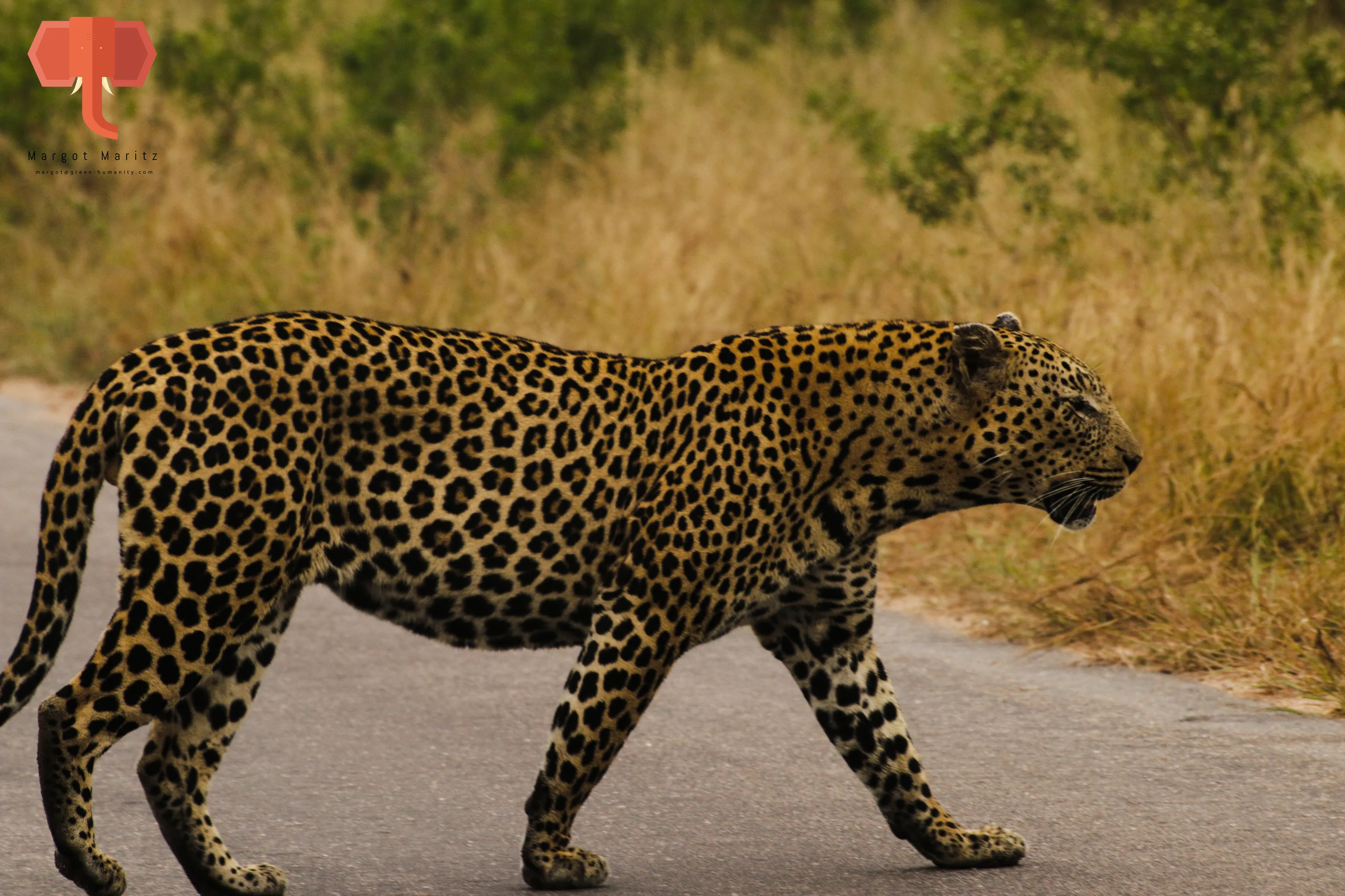 Wild Animals With Patterned Skin