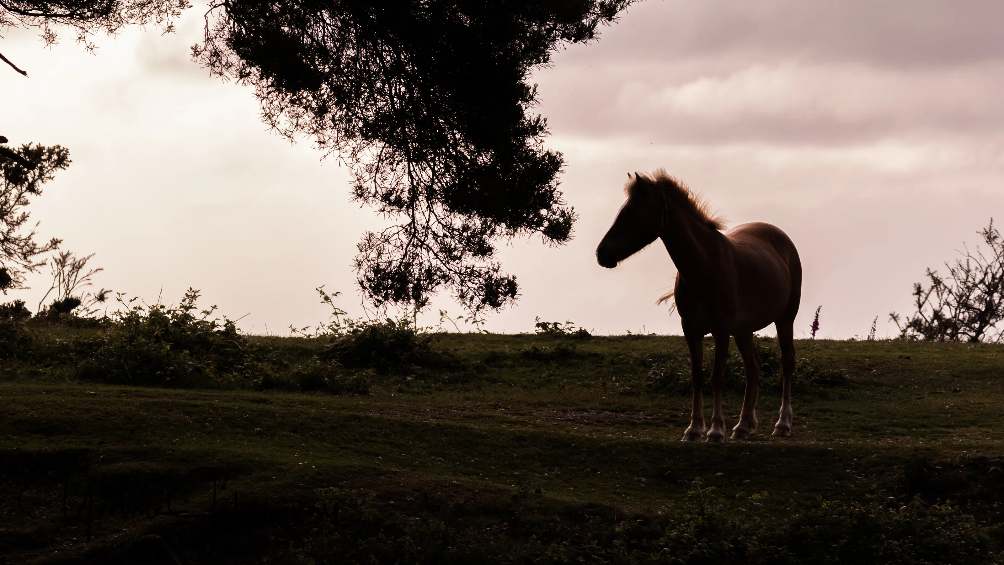 Horses