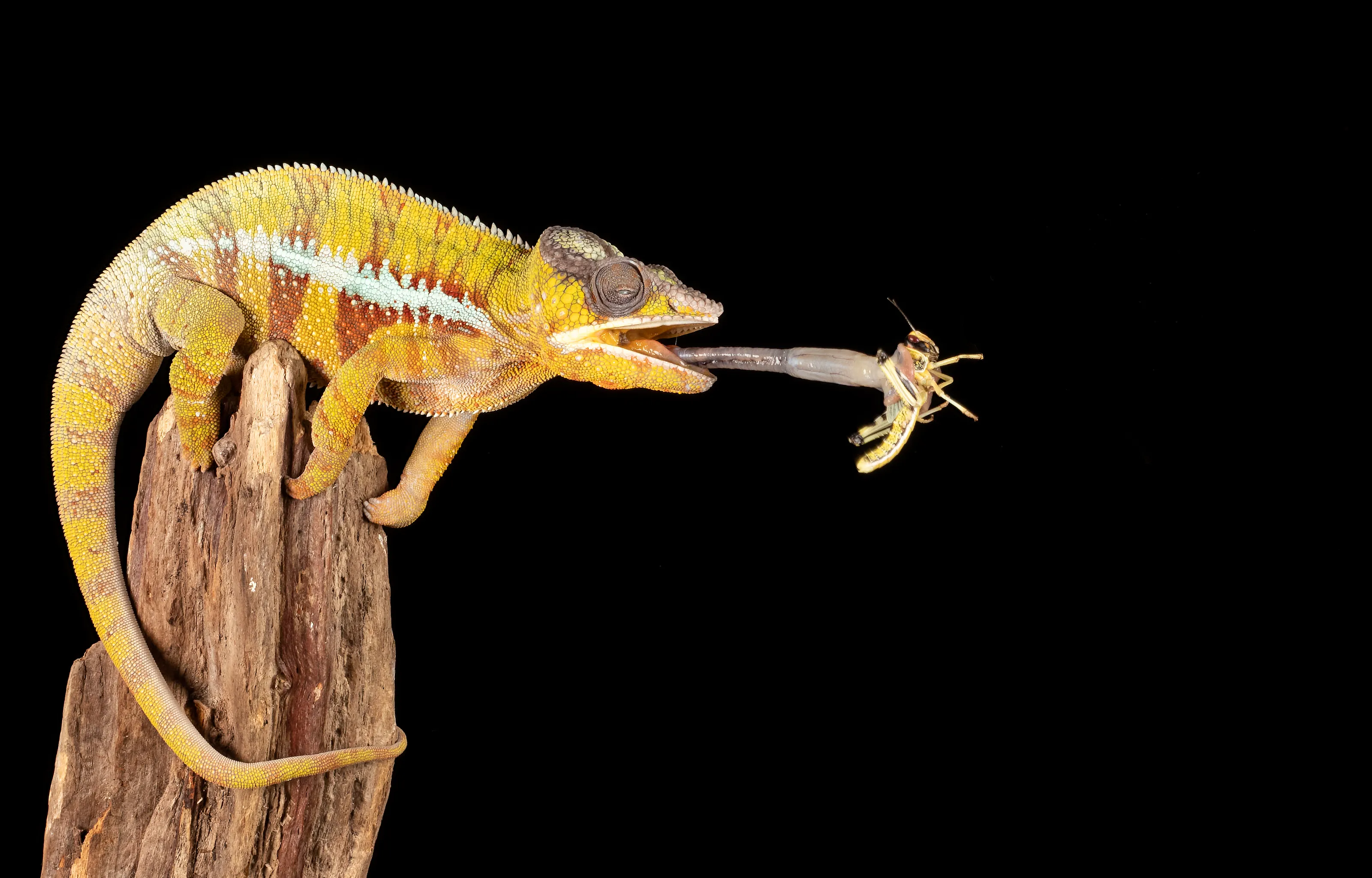 Predator and Prey