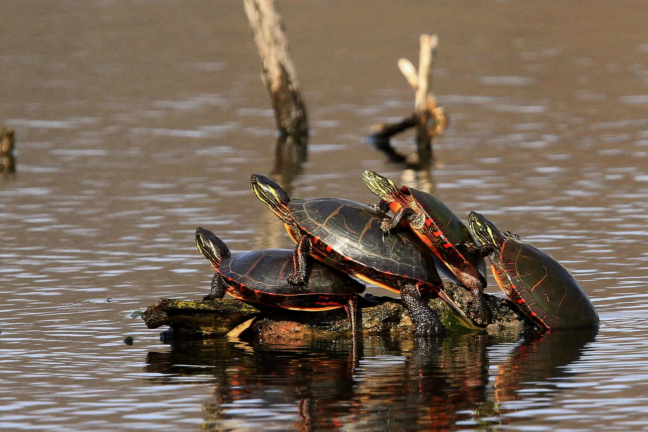 Turtles and Tortoises in Colour