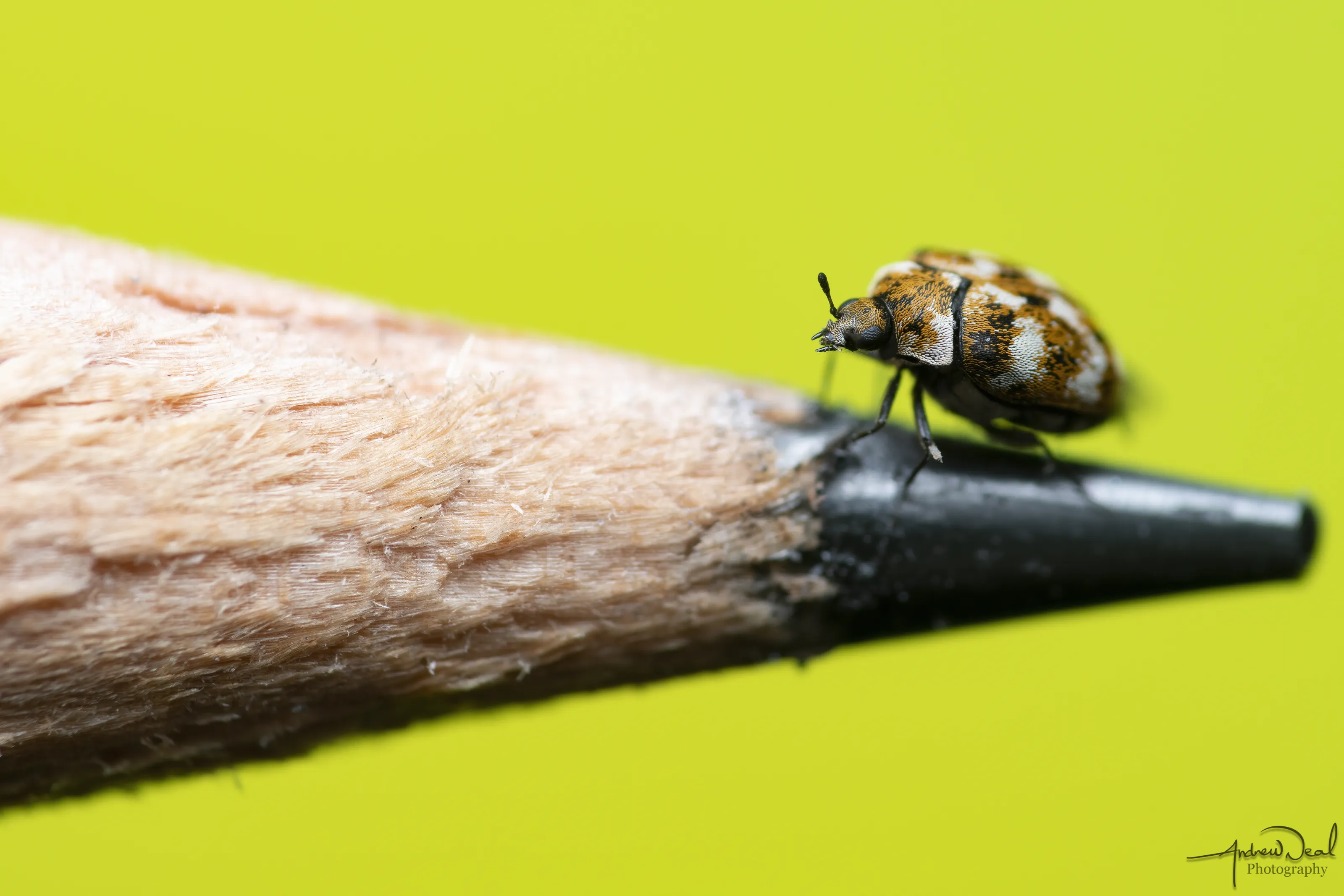 Insects on Man-Made Objects