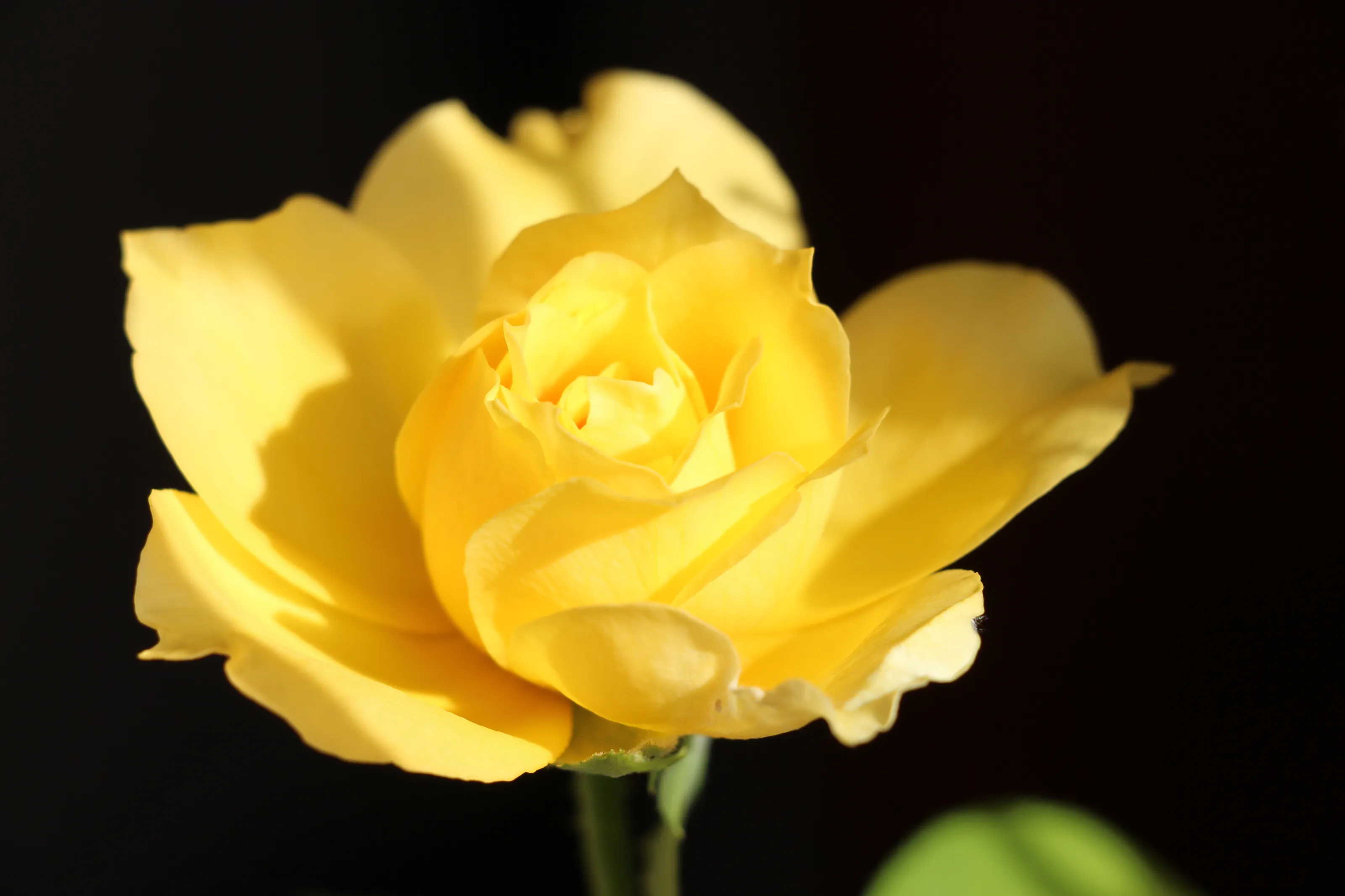 One Single Flower