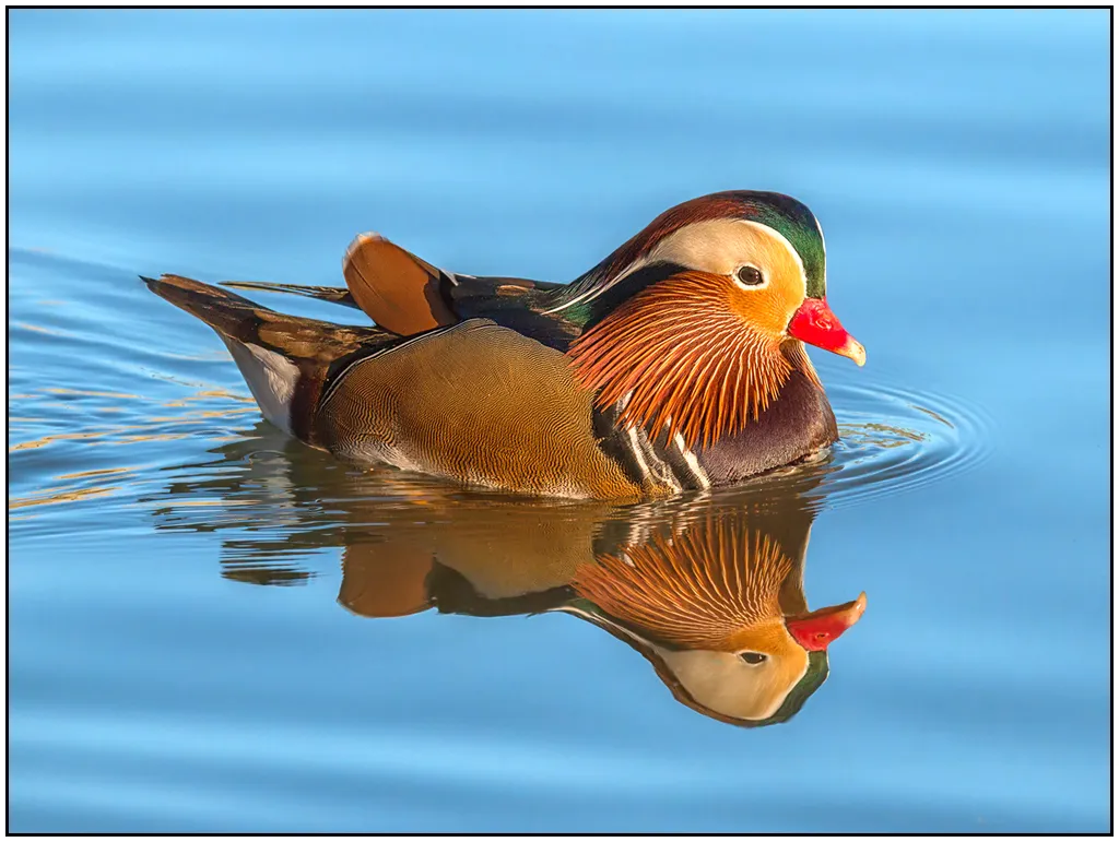 Reflections of Wild Birds